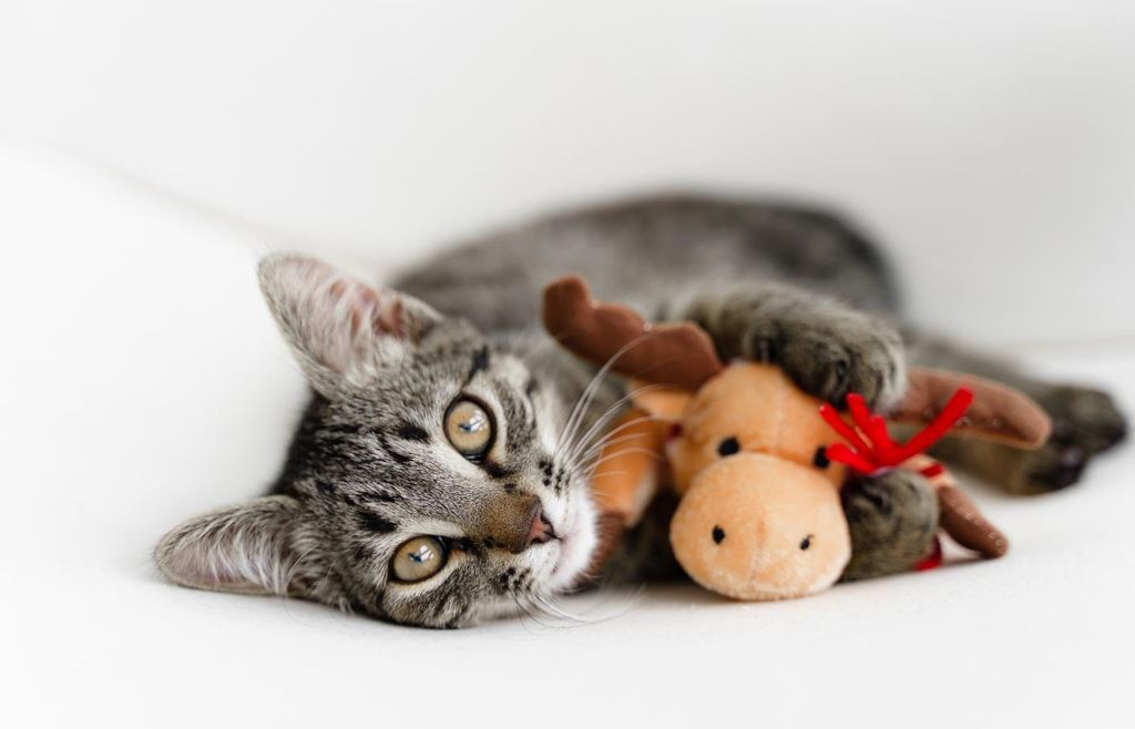 Photo of 123 Pet Store Way, Edmonton, AB T5G 3E5 (MLS # A2287984)