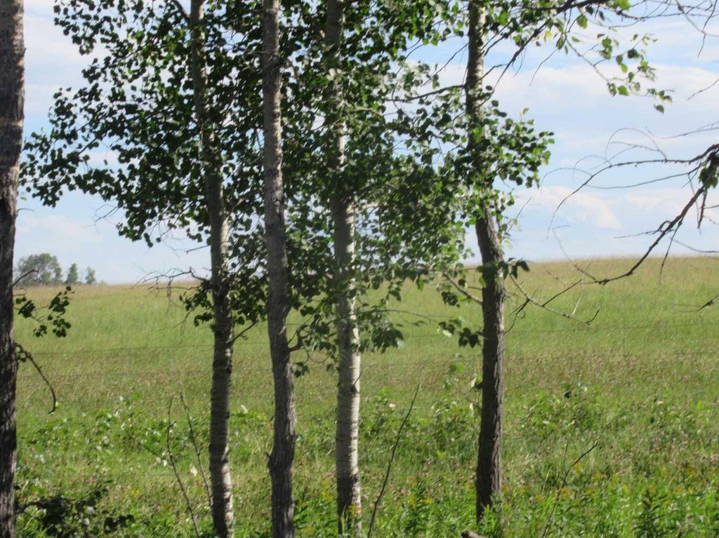 Photo of Bingley Road, Rural Clearwater County, AB T4T 1A9 (MLS # A2307520)