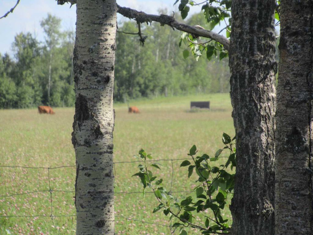 Photo of Bingley Road, Rural Clearwater County, AB T4T 1A9 (MLS # A2307520)
