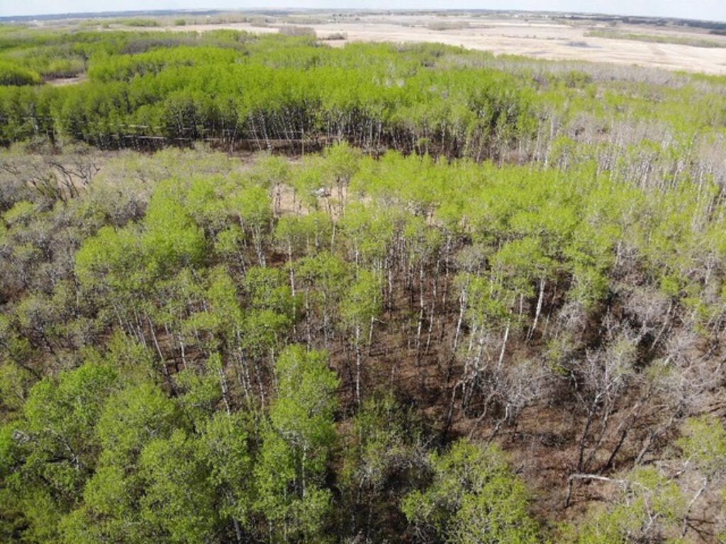 Photo of 25 450031 73 Range, Rural Wainwright No. 61, M.D. of, AB T9W 1L5 (MLS # A1150699)
