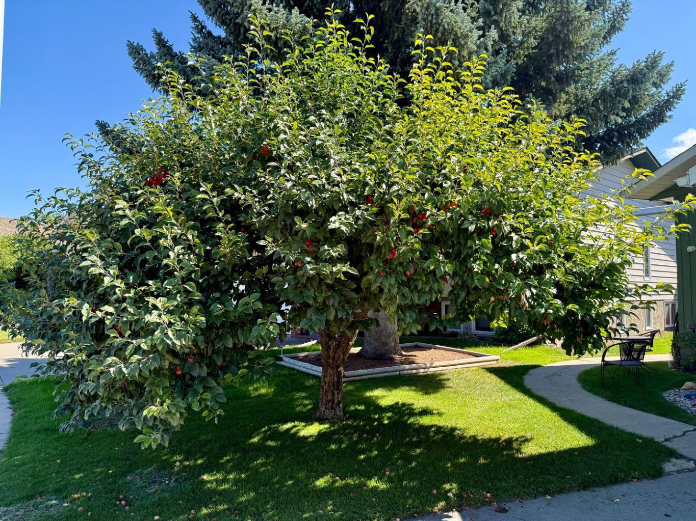 807 8 Avenue SE