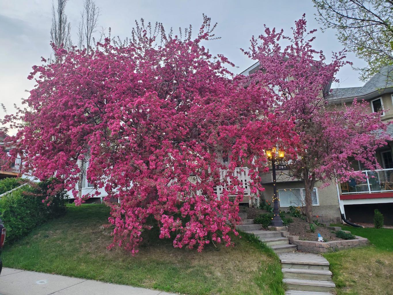 202 30 Avenue NW