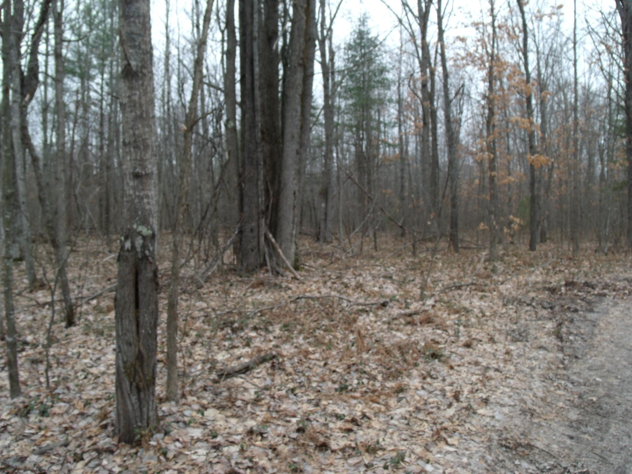 Indian River, Michigan 49749, United States, ,Land,Contingent,61876