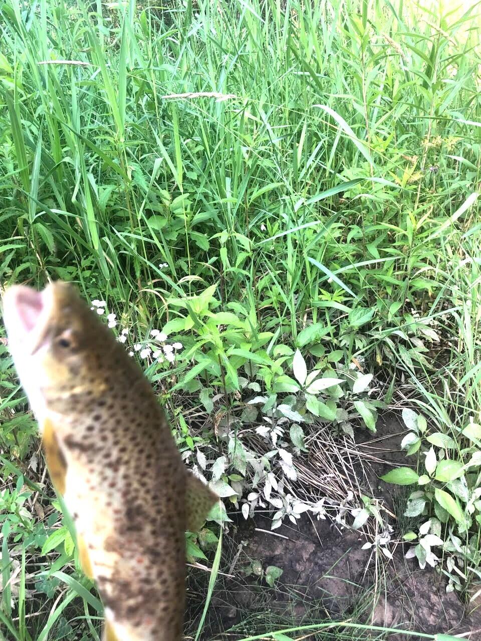 Indian River, Michigan 49749, United States, ,Land,Contingent,61876