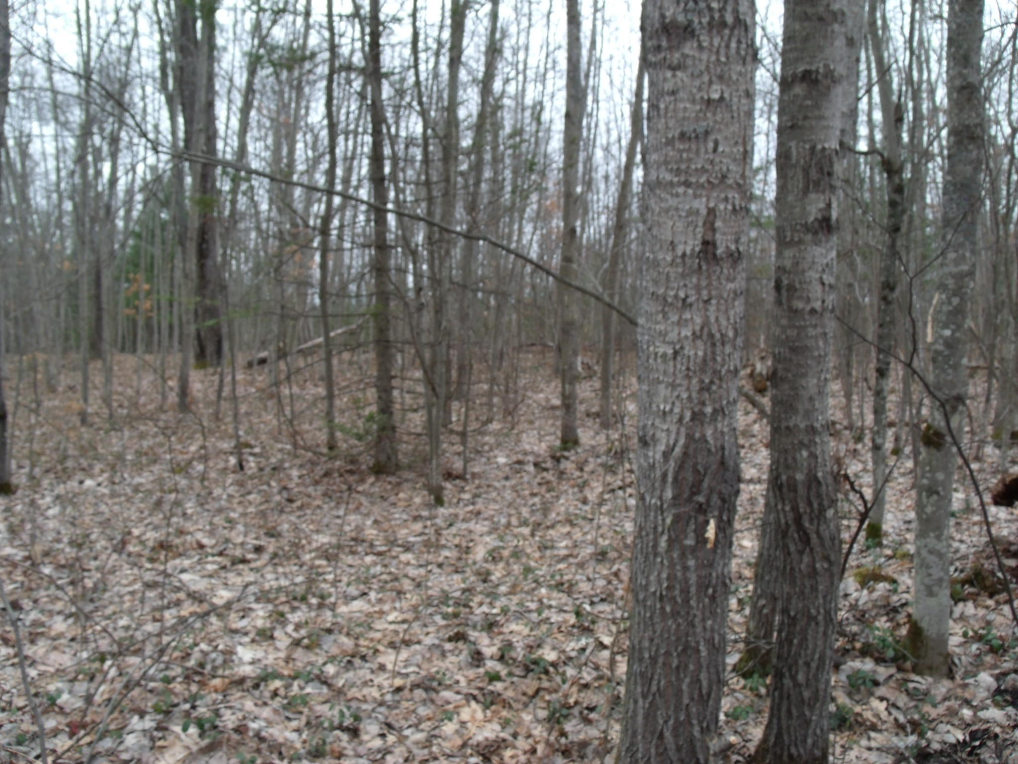 Indian River, Michigan 49749, United States, ,Land,Contingent,61876