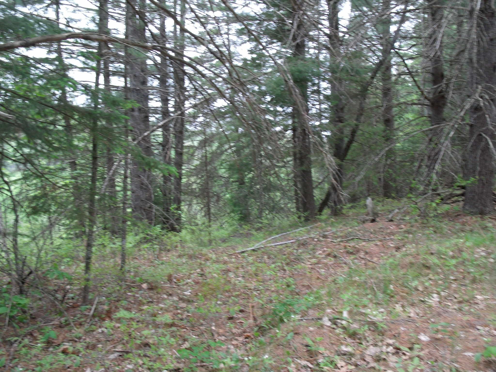 Indian River, Michigan 49749, United States, ,Land,Contingent,61876