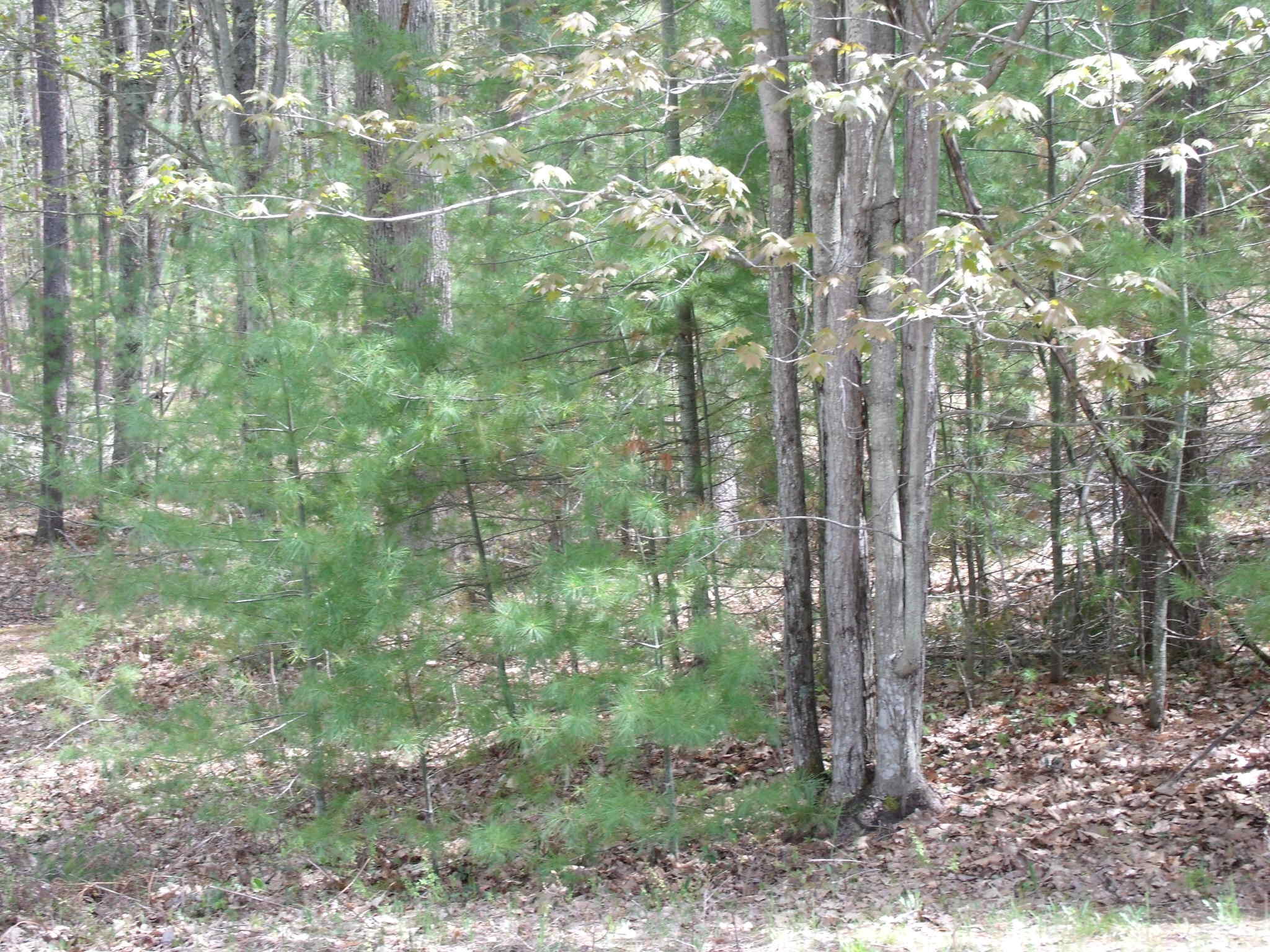 Indian River, Michigan 49749, United States, ,Land,Active,132210