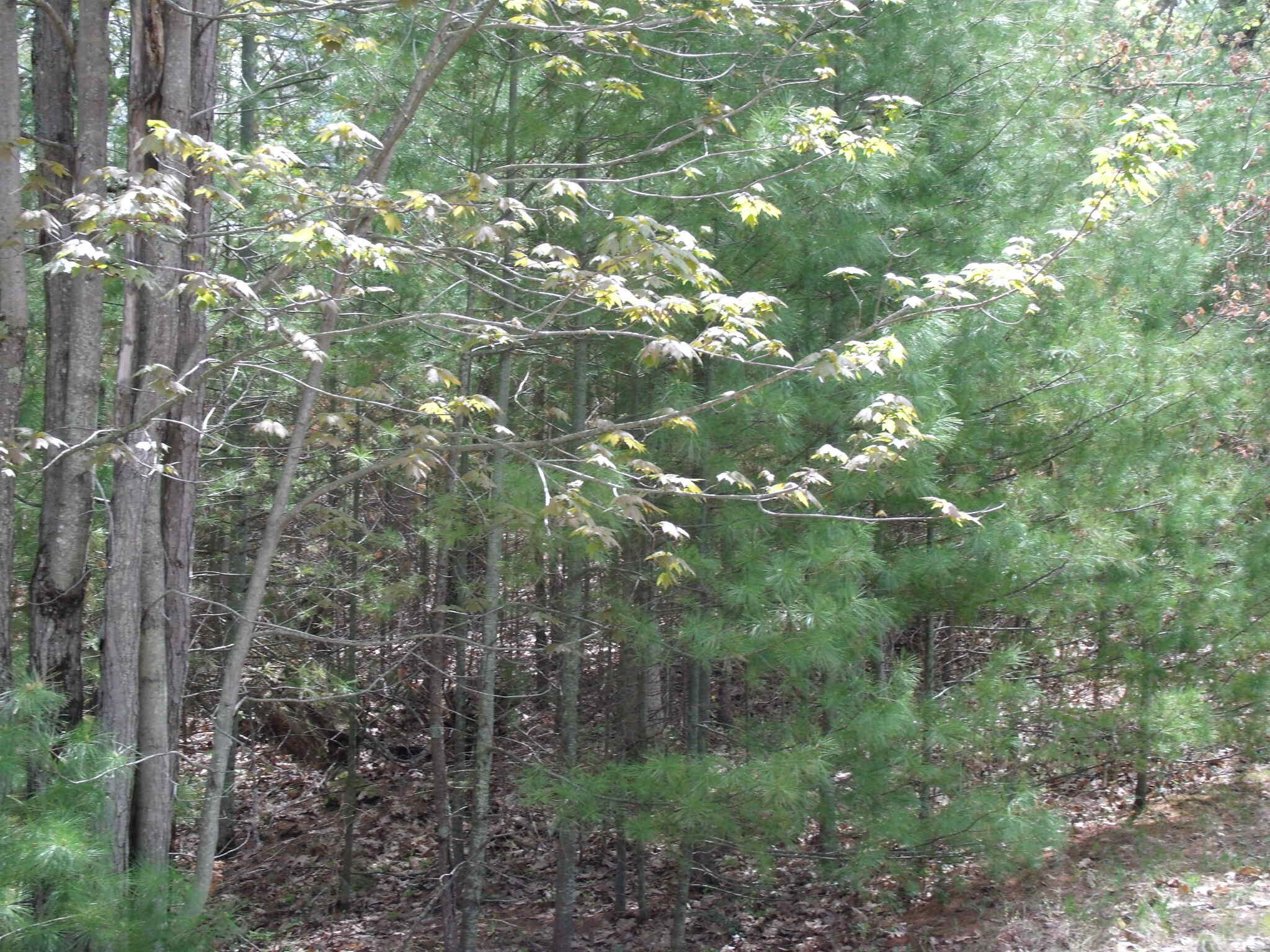 Indian River, Michigan 49749, United States, ,Land,Active,132210