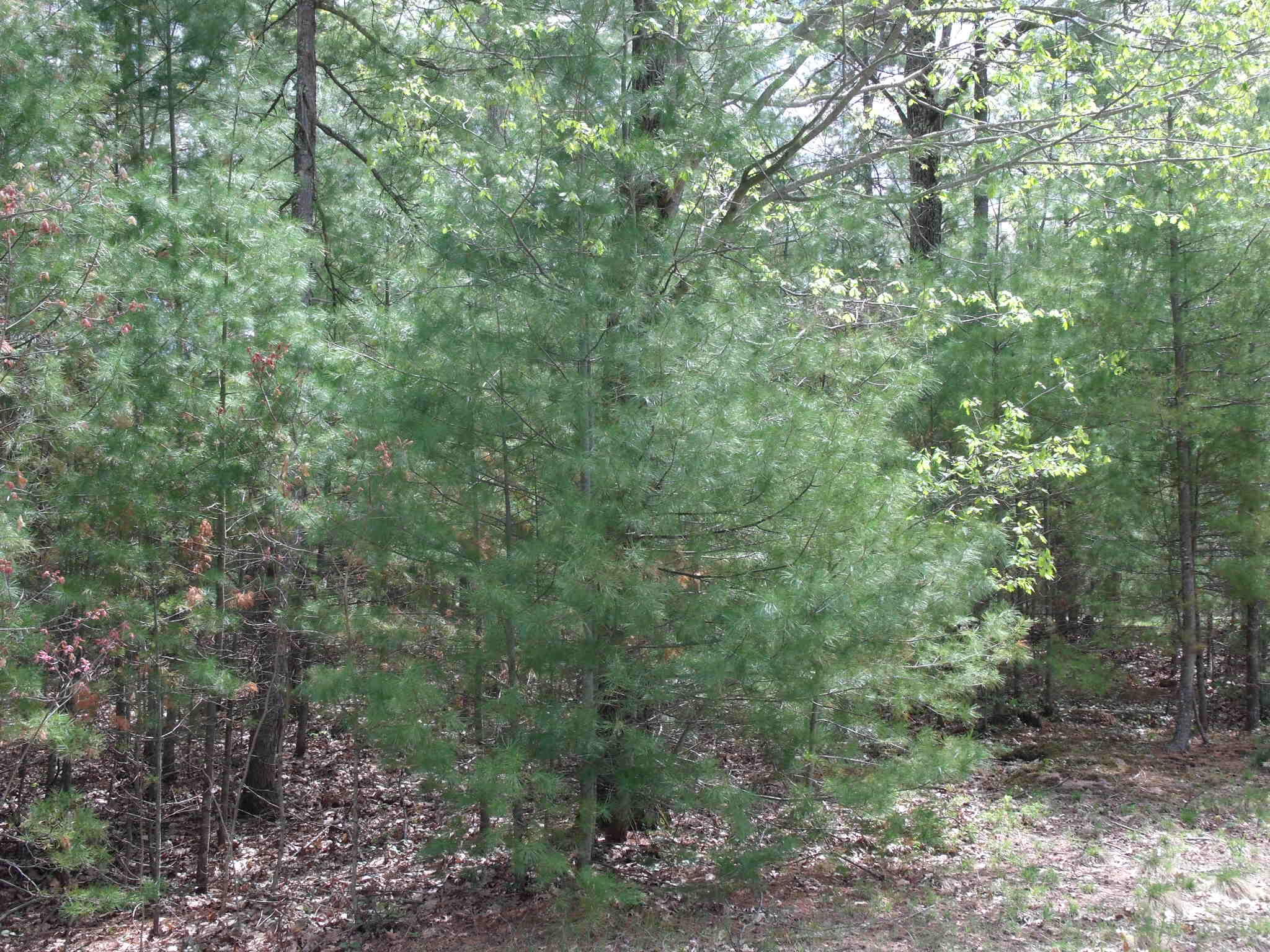 Indian River, Michigan 49749, United States, ,Land,Active,132210