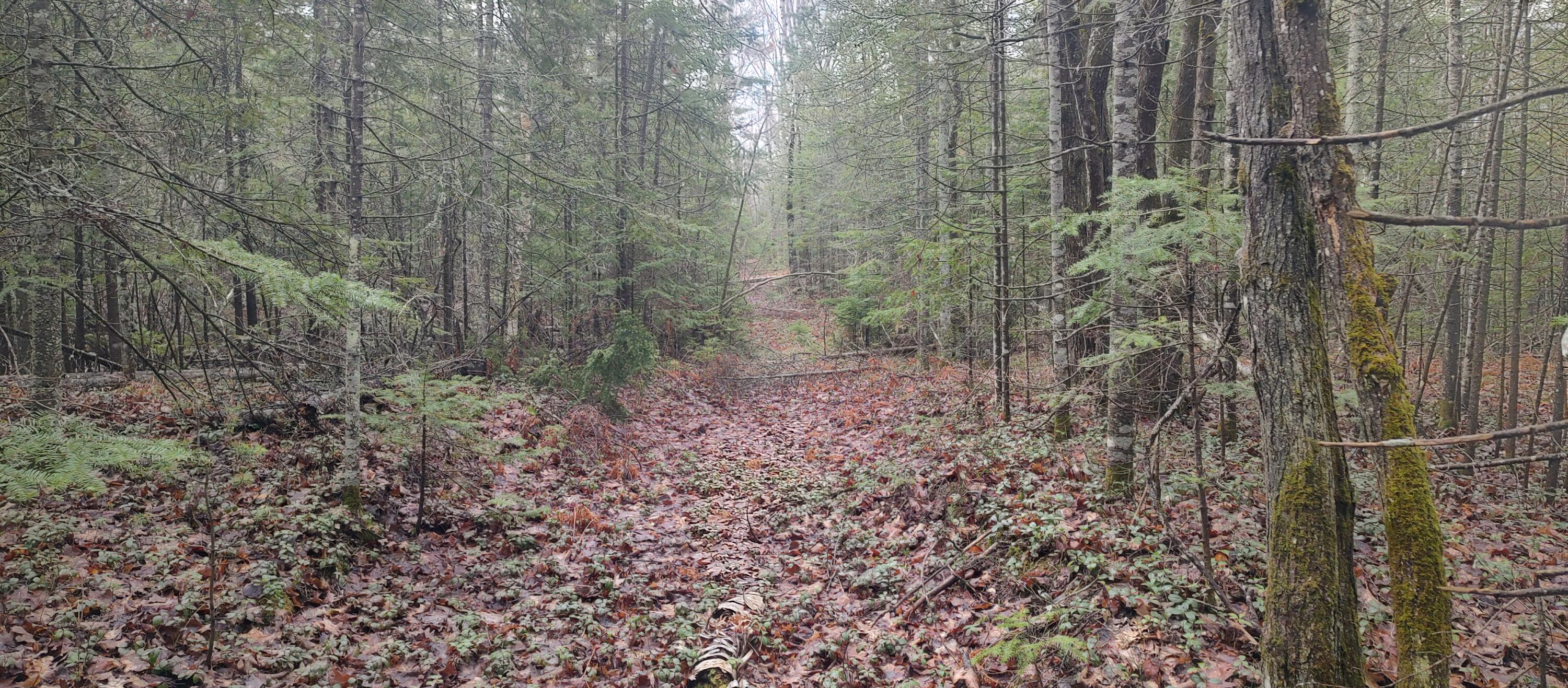 Cheboygan, Michigan 49721, United States, 3 Bedrooms Bedrooms, ,2 BathroomsBathrooms,Residential,Contingent,45594