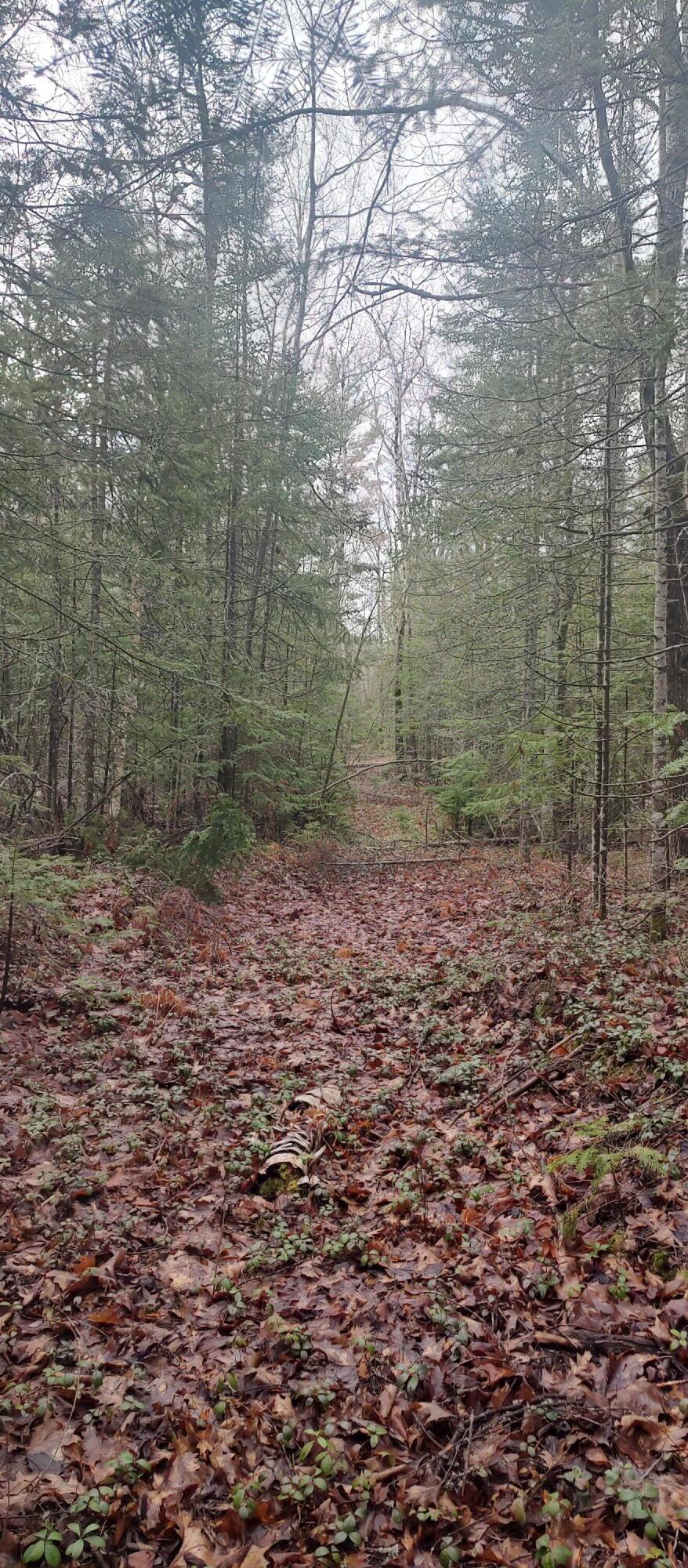 Cheboygan, Michigan 49721, United States, 3 Bedrooms Bedrooms, ,2 BathroomsBathrooms,Residential,Contingent,45594