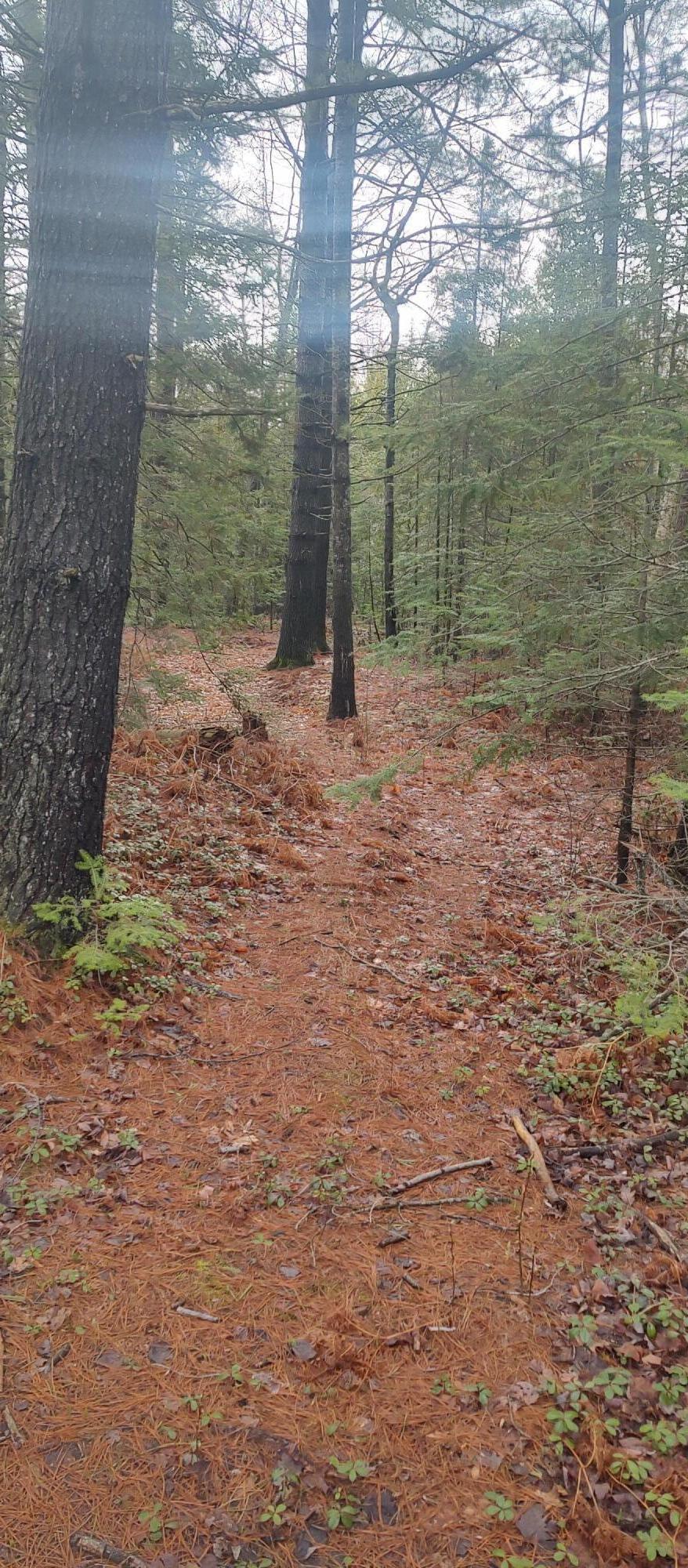 Cheboygan, Michigan 49721, United States, 3 Bedrooms Bedrooms, ,2 BathroomsBathrooms,Residential,Contingent,45594