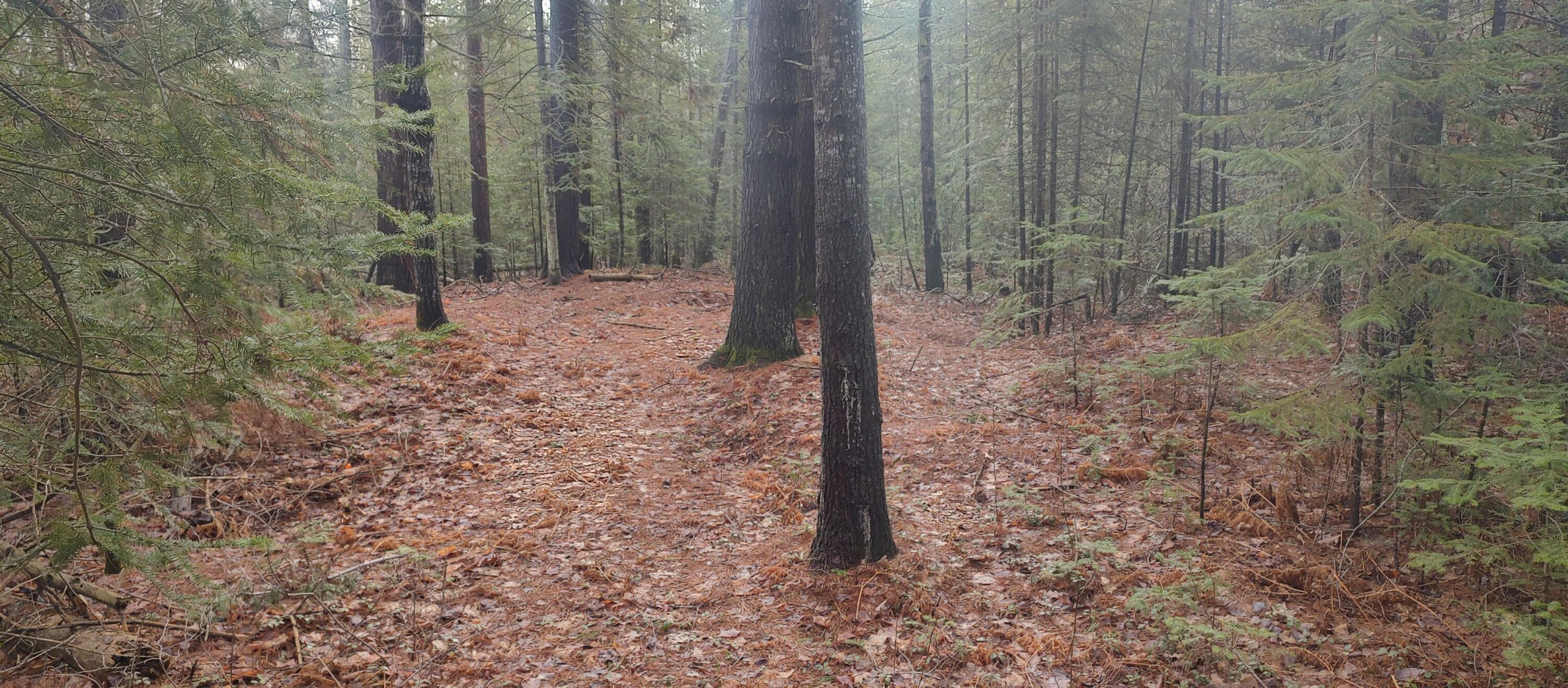 Cheboygan, Michigan 49721, United States, 3 Bedrooms Bedrooms, ,2 BathroomsBathrooms,Residential,Contingent,45594