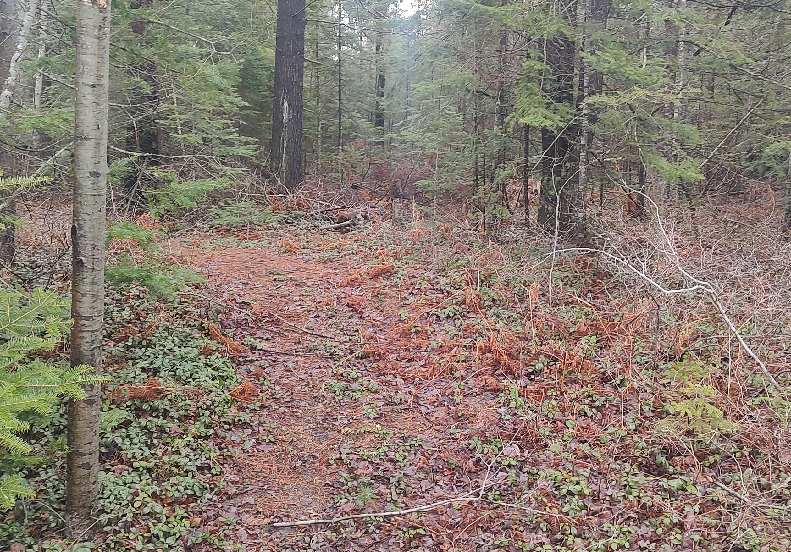 Cheboygan, Michigan 49721, United States, 3 Bedrooms Bedrooms, ,2 BathroomsBathrooms,Residential,Contingent,45594