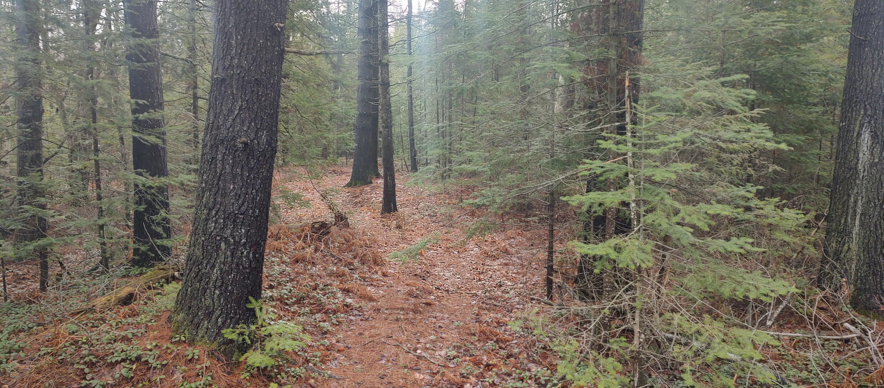 Cheboygan, Michigan 49721, United States, 3 Bedrooms Bedrooms, ,2 BathroomsBathrooms,Residential,Contingent,45594