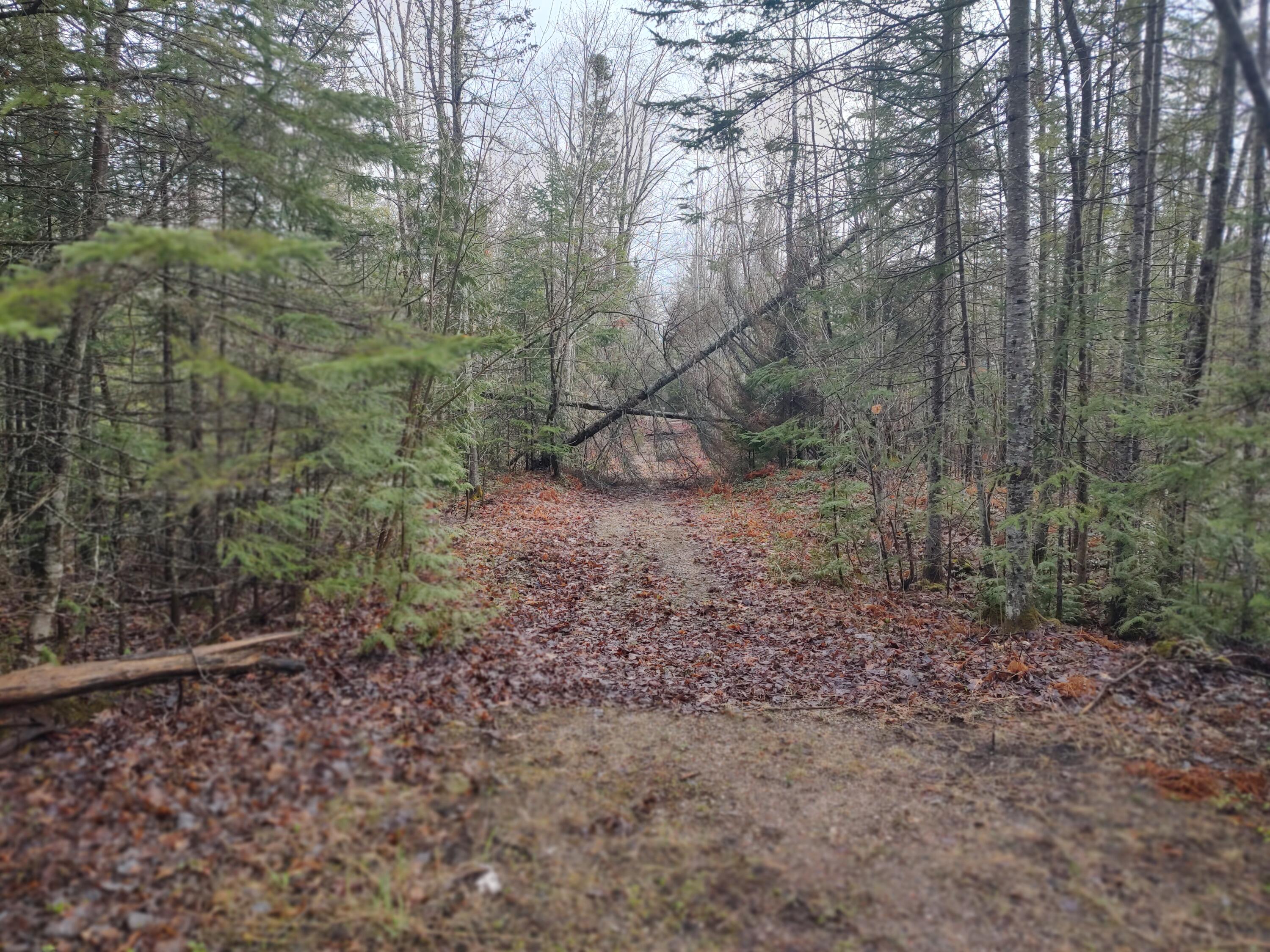 Cheboygan, Michigan 49721, United States, 3 Bedrooms Bedrooms, ,2 BathroomsBathrooms,Residential,Contingent,45594