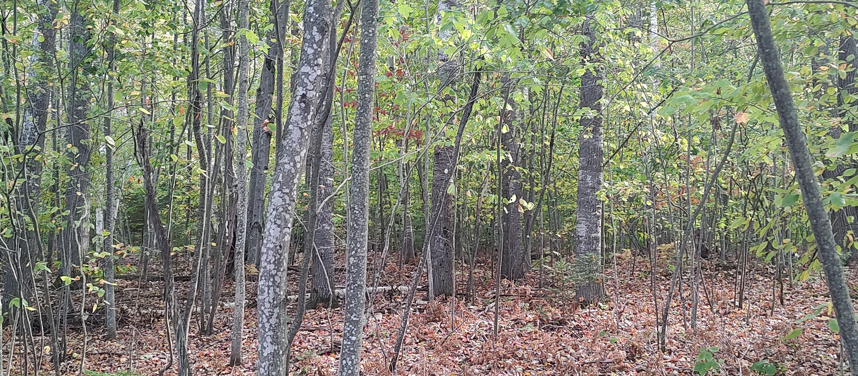 Cheboygan, Michigan 49721, United States, ,Land,Active,40542