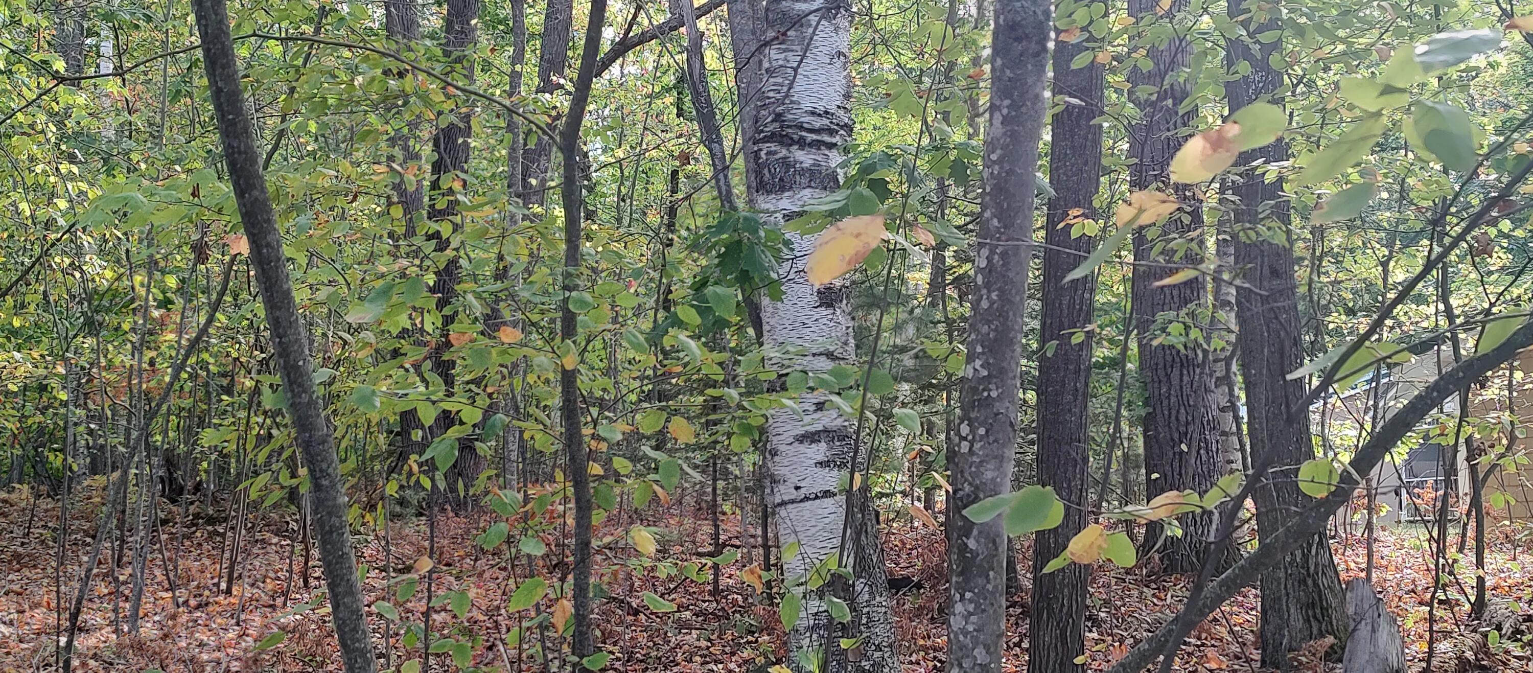 Cheboygan, Michigan 49721, United States, ,Land,Active,40542