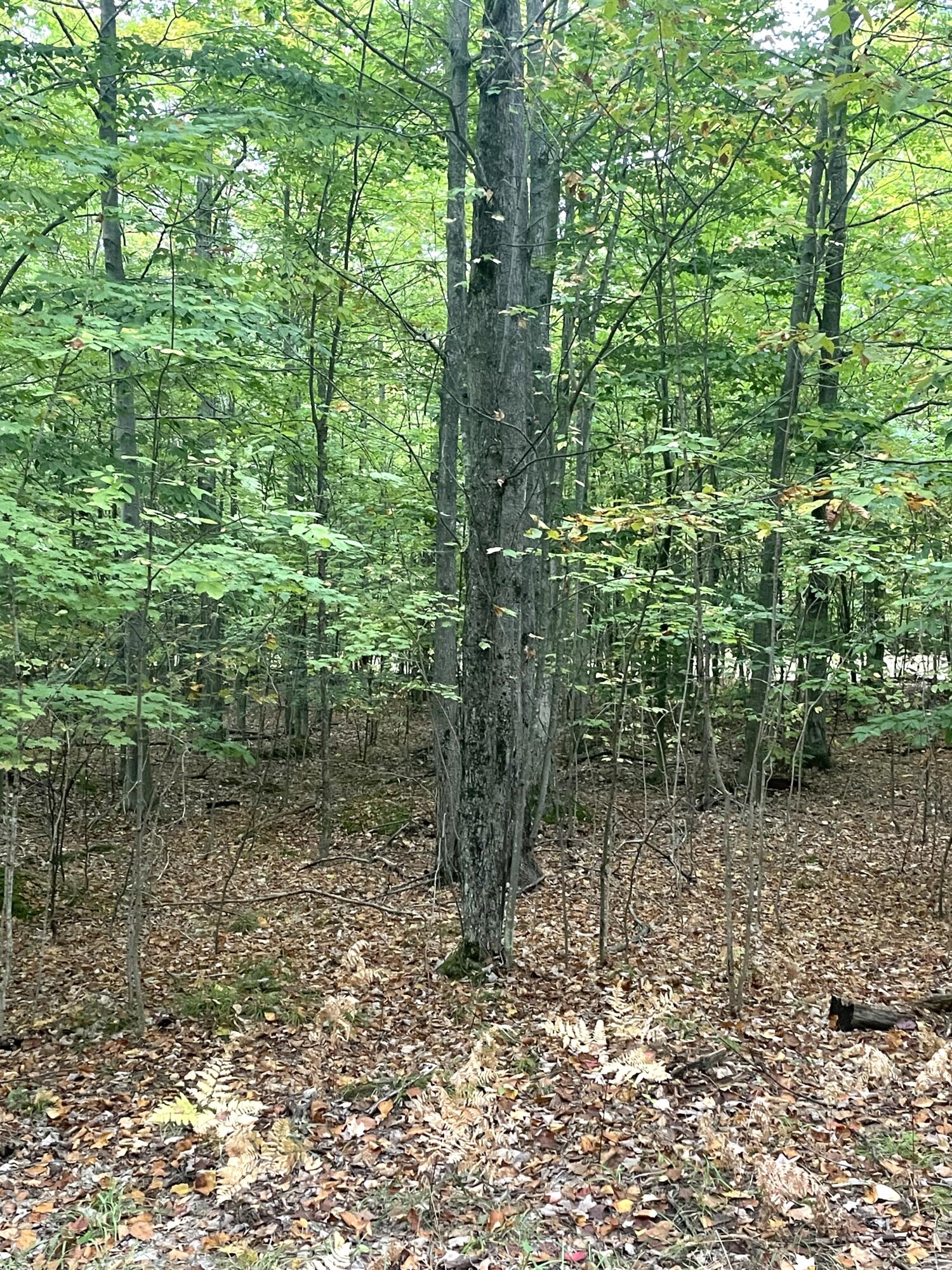 Cheboygan, Michigan 49721, United States, ,Land,Active,42023