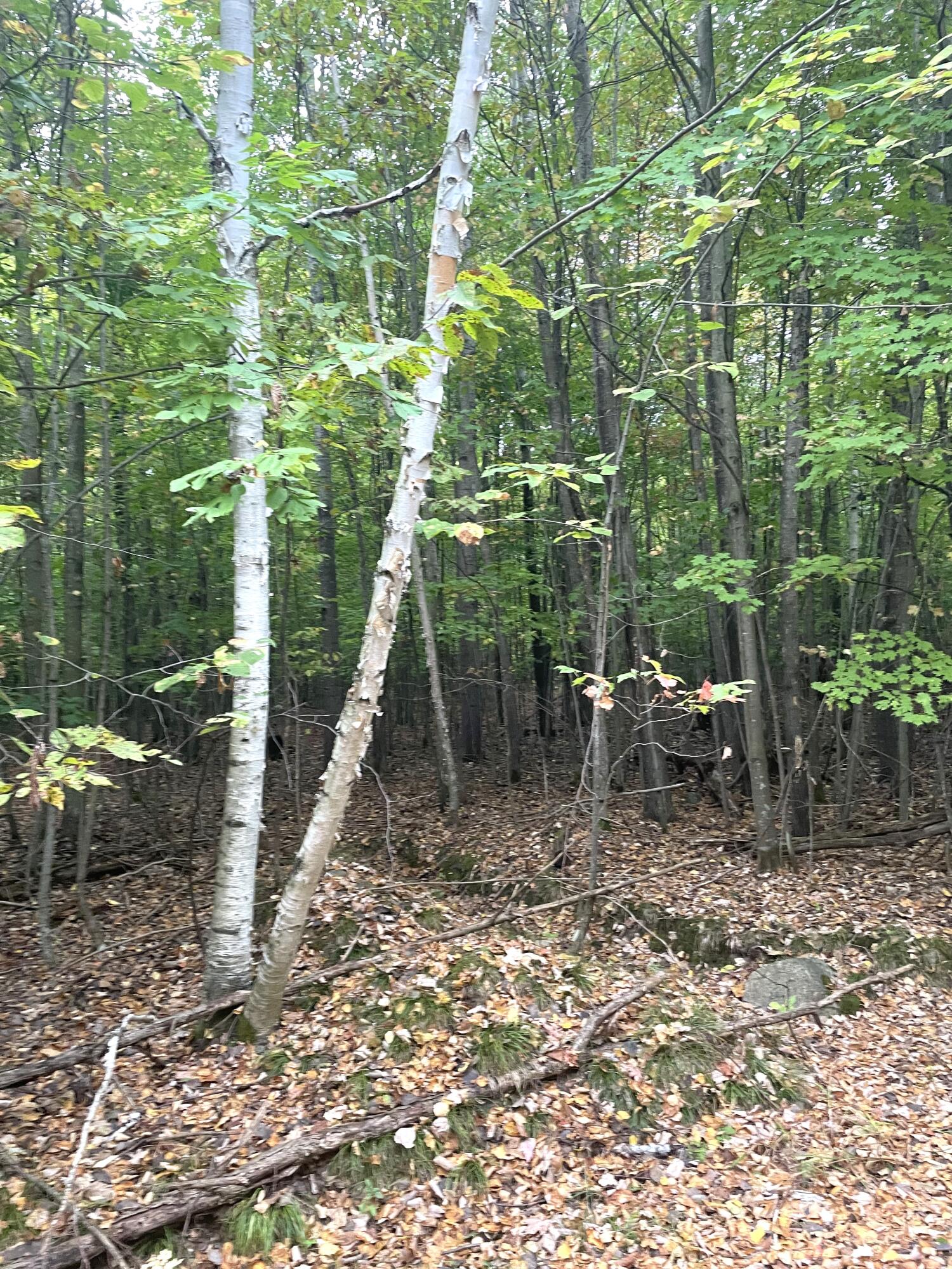 Cheboygan, Michigan 49721, United States, ,Land,Active,42023