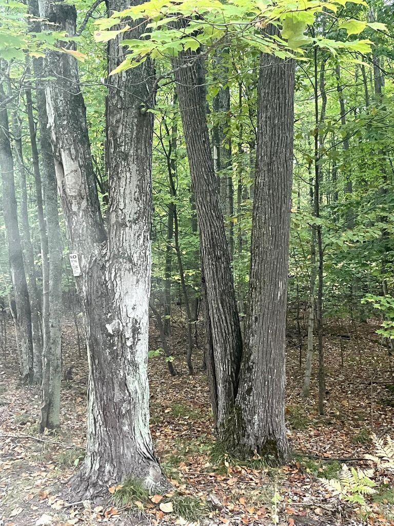 Cheboygan, Michigan 49721, United States, ,Land,Contingent,79778