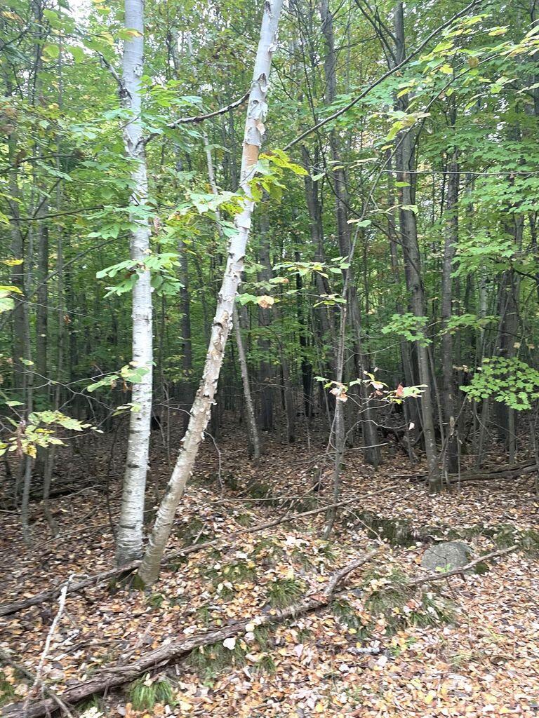 Cheboygan, Michigan 49721, United States, ,Land,Contingent,79778