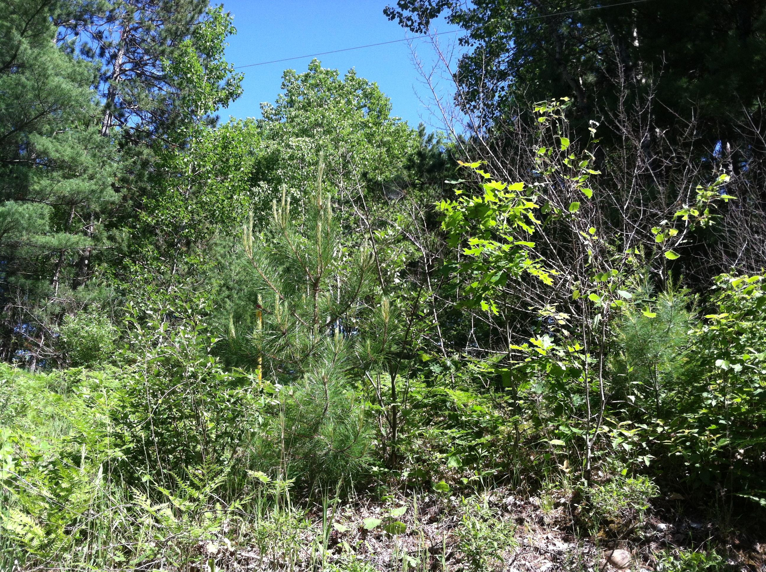 Photo 1 of 4 — Forest Hills Drive Parcel M, Spruce, MI 48762