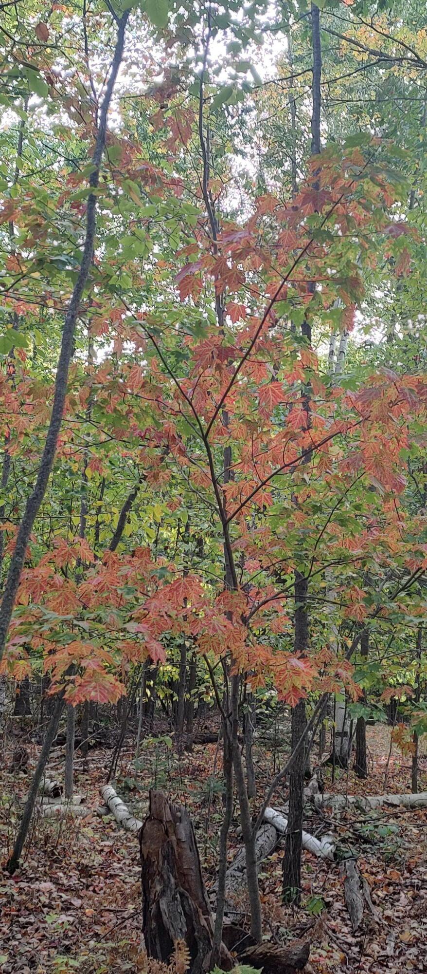 Cheboygan, Michigan 49721, United States, ,Land,Active,40541