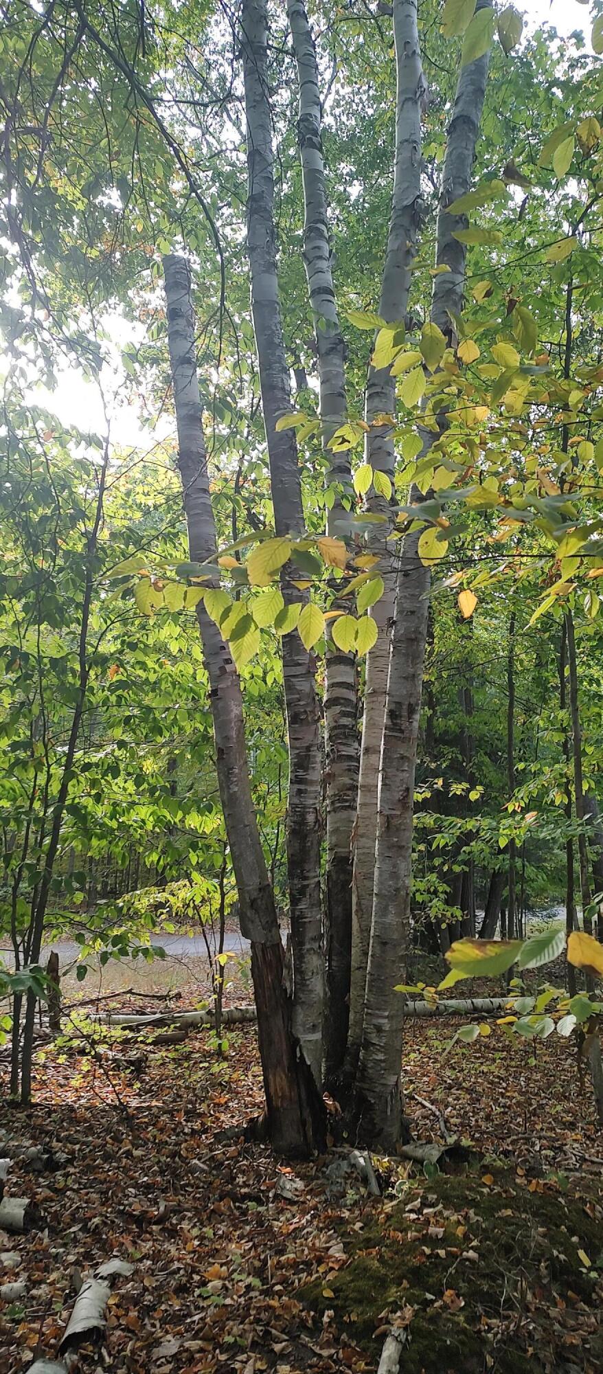 Cheboygan, Michigan 49721, United States, ,Land,Active,40544