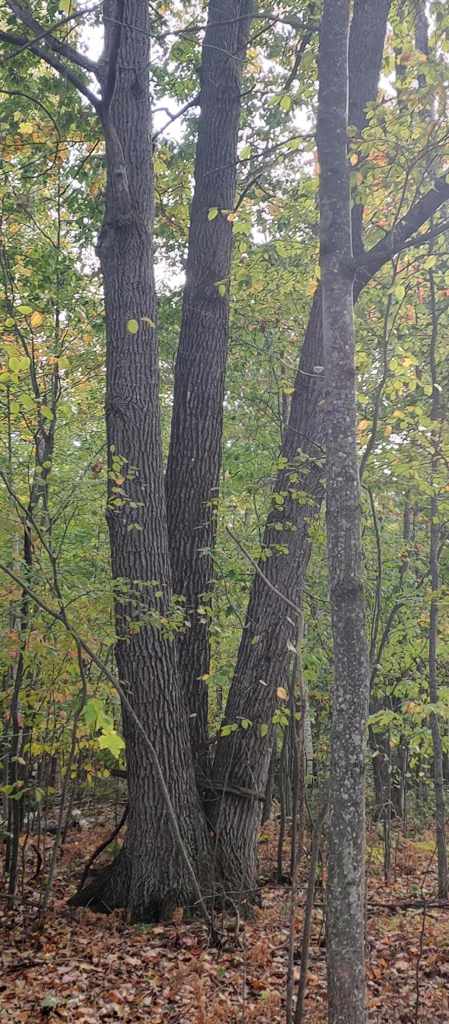 Cheboygan, Michigan 49721, United States, ,Land,Active,40544