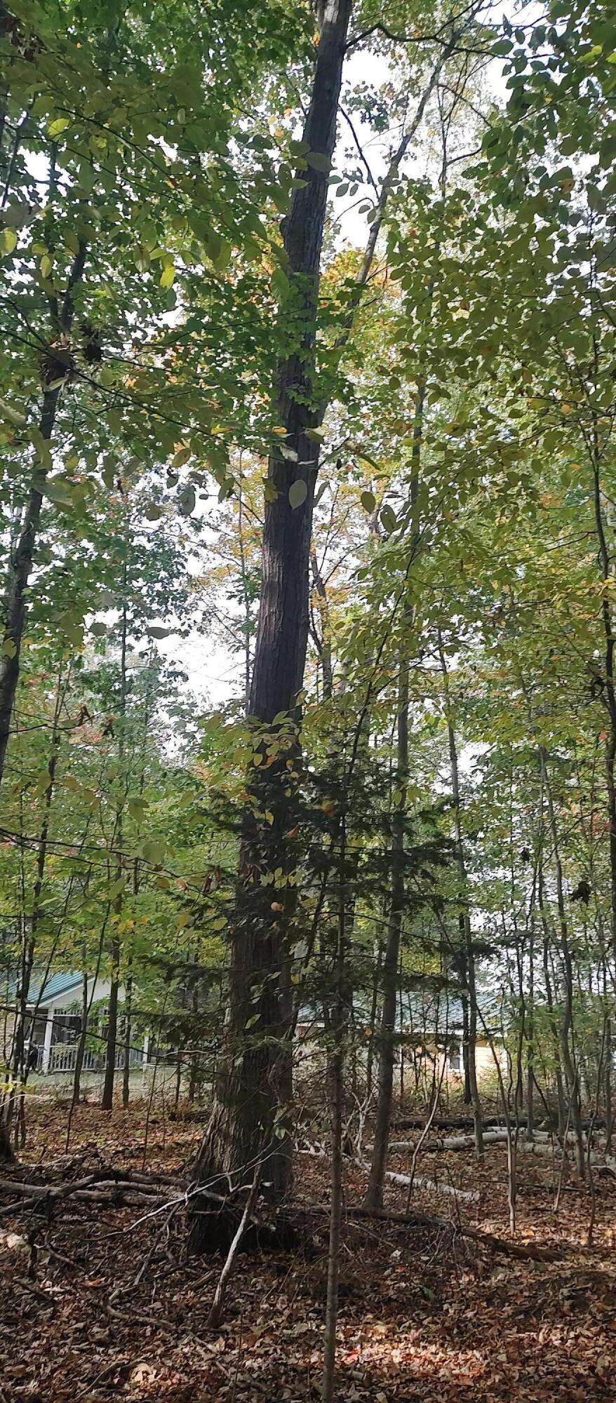 Cheboygan, Michigan 49721, United States, ,Land,Active,40544