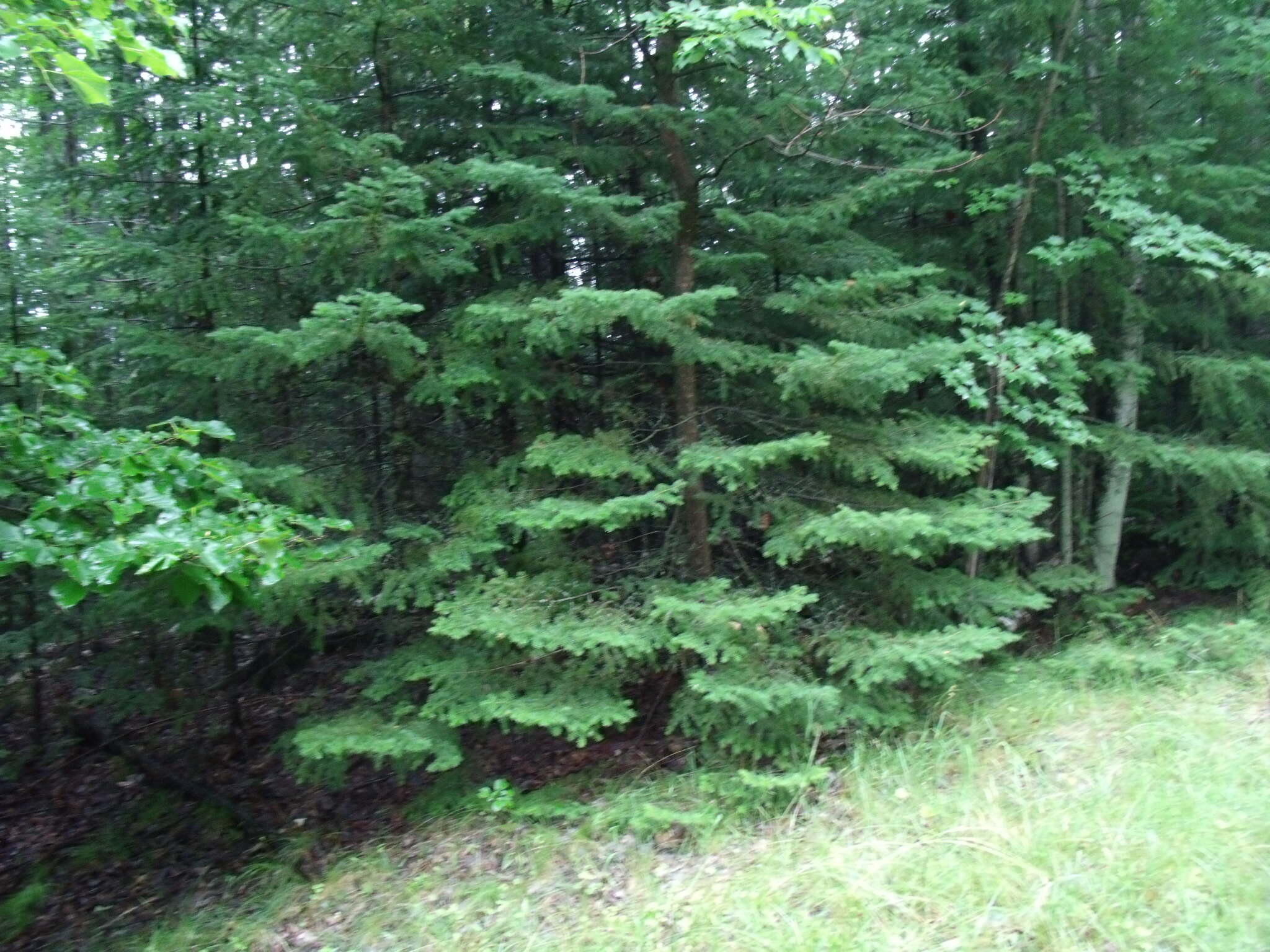 Indian River, Michigan 49749, United States, ,Land,Active,23214