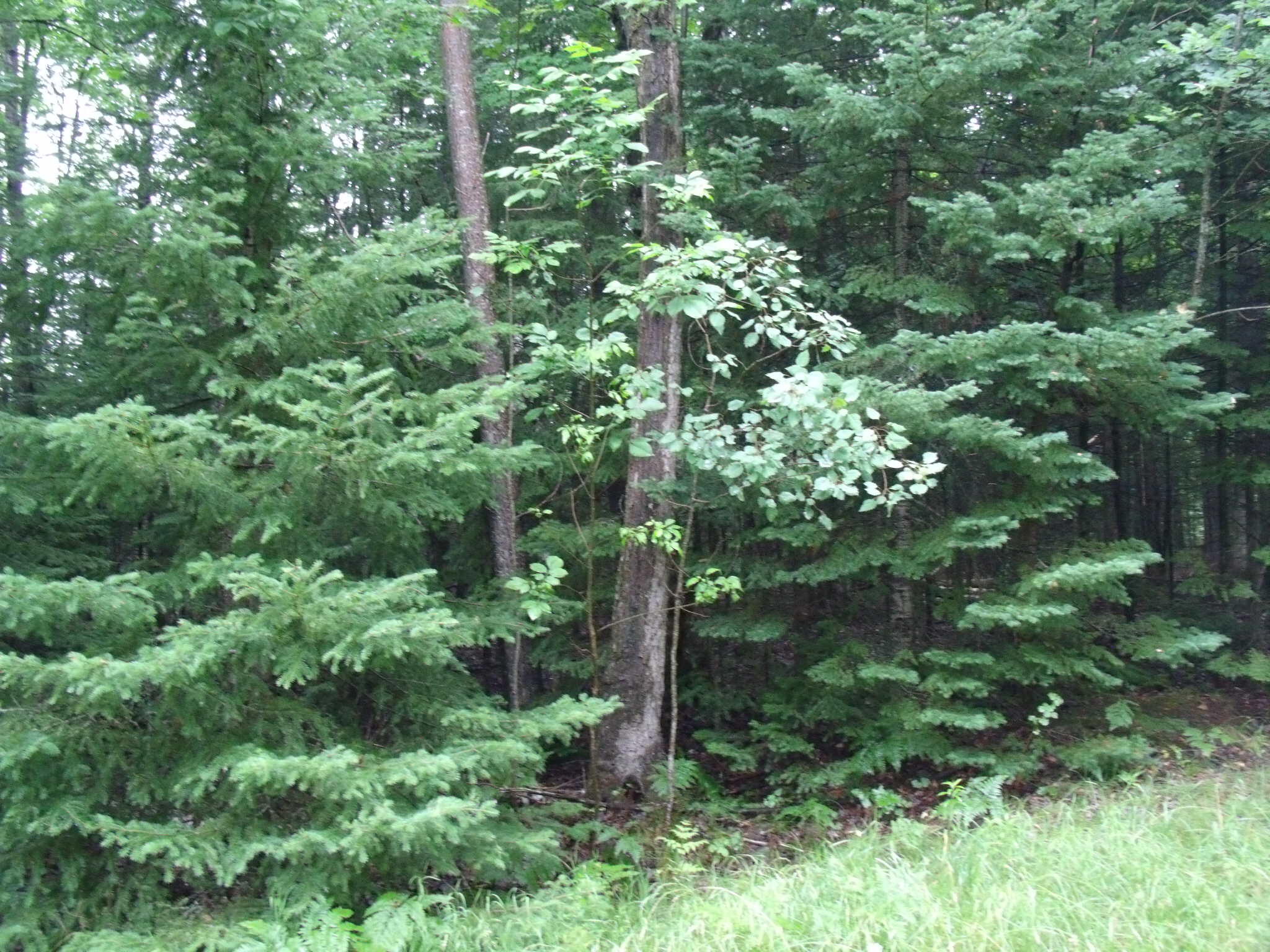 Indian River, Michigan 49749, United States, ,Land,Active,23214