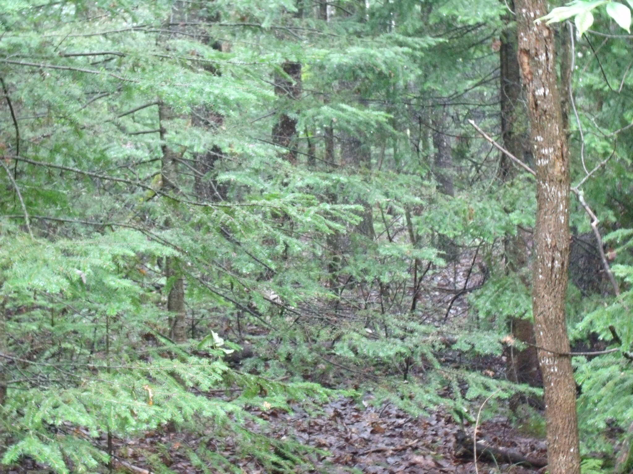 Indian River, Michigan 49749, United States, ,Land,Active,23214