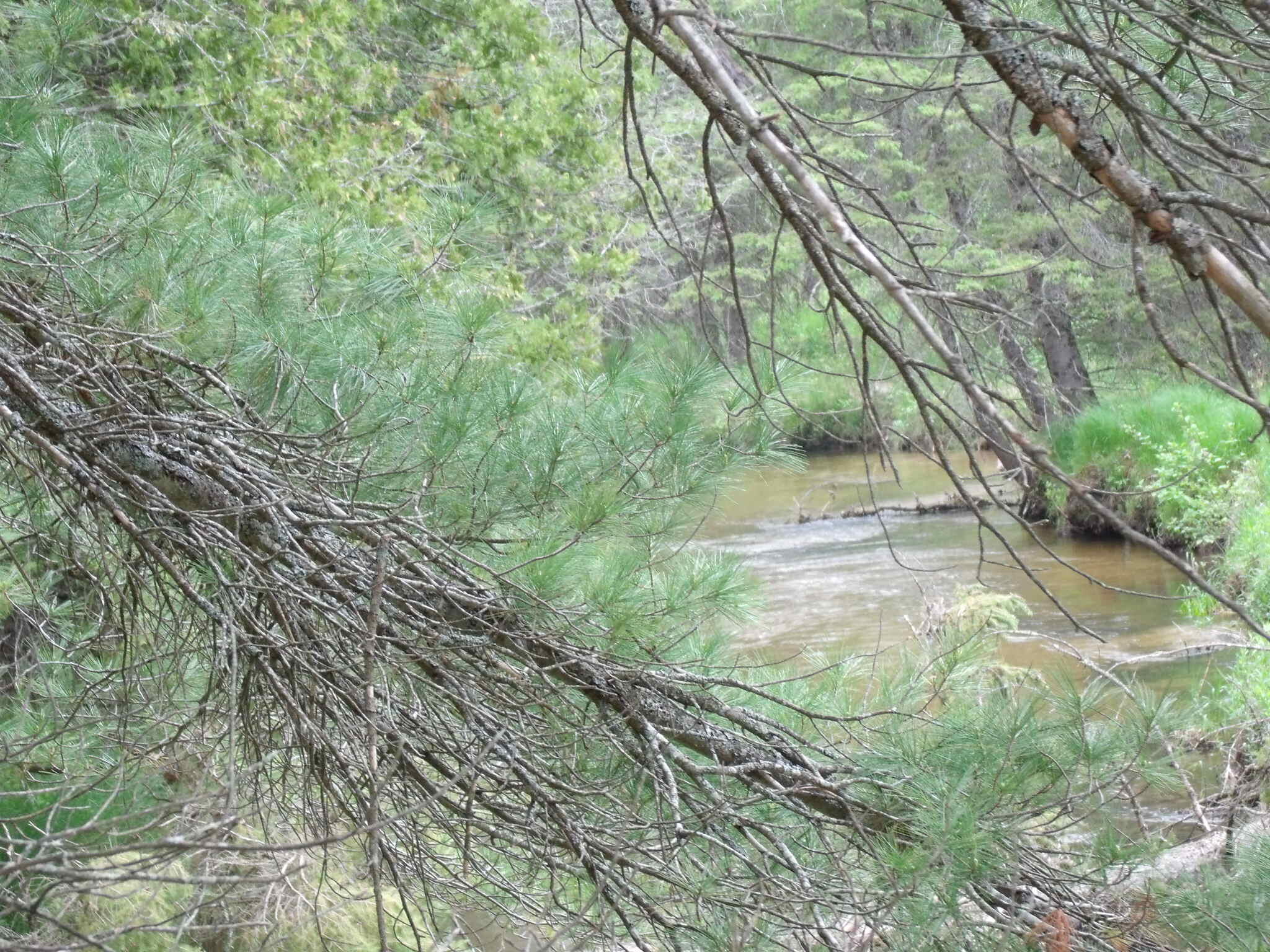 Indian River, Michigan 49749, United States, ,Land,Active,156048