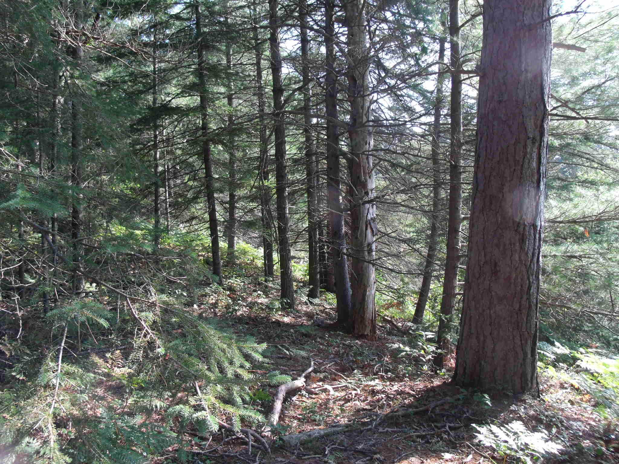 Indian River, Michigan 49749, United States, ,Land,Active,156048