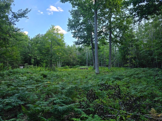 2926 WHITE OAK TRL, CHEBOYGAN, MI 49721 - Image 2a4e573fa3a9566e8705394335b9e707/246308541