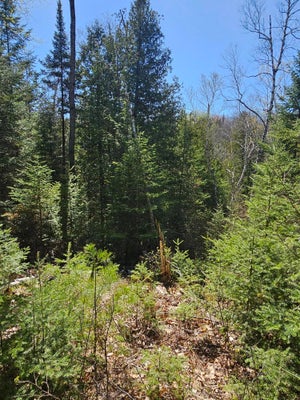 SQUIRES DR, MIO, MI 48647 - Image 486d4090cd3f4bd2bc23cdcdb2b79691/3564736034