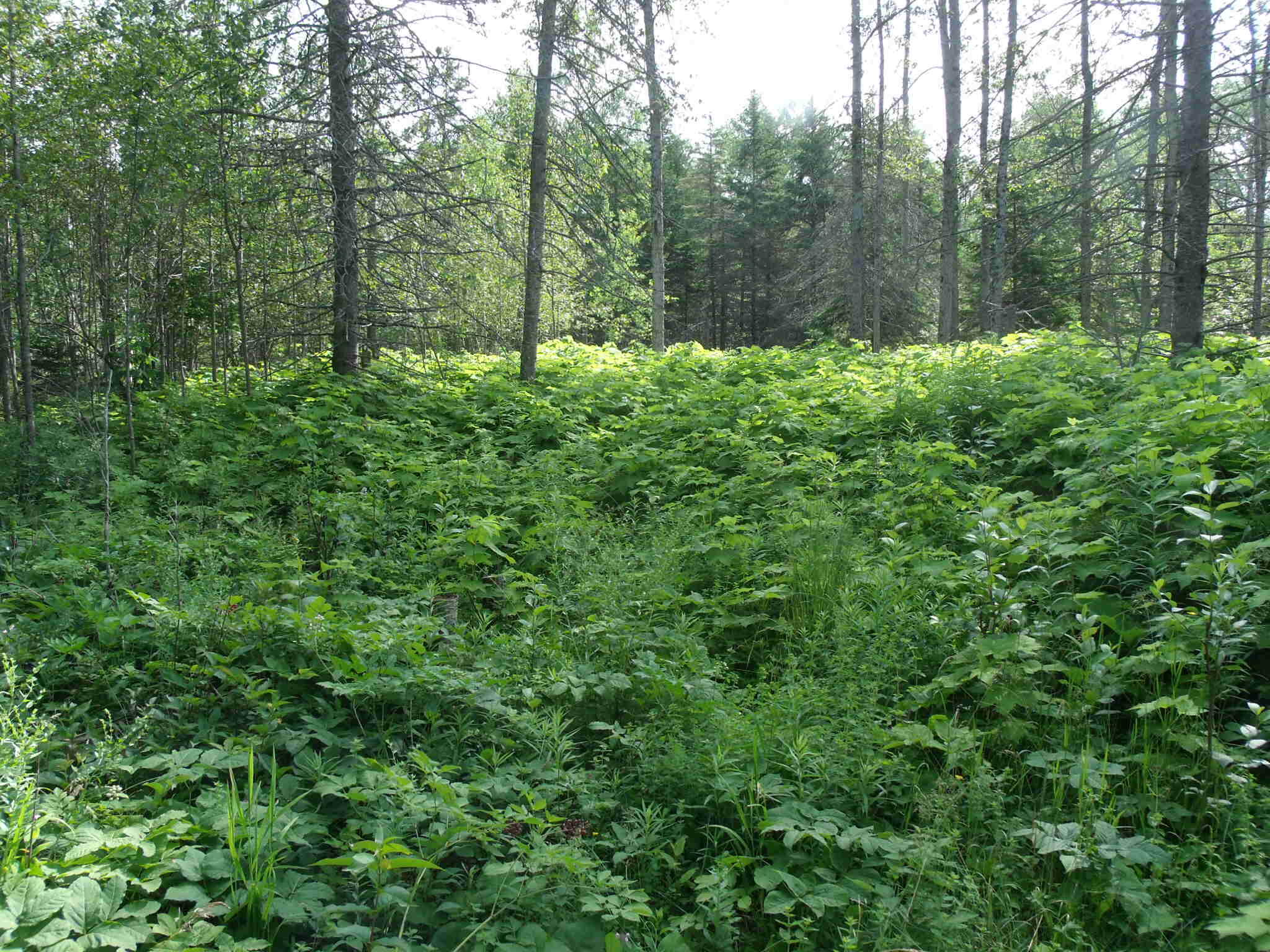 Hessel, Michigan 49745, United States, 2 Bedrooms Bedrooms, ,1 BathroomBathrooms,Residential,Active,169484