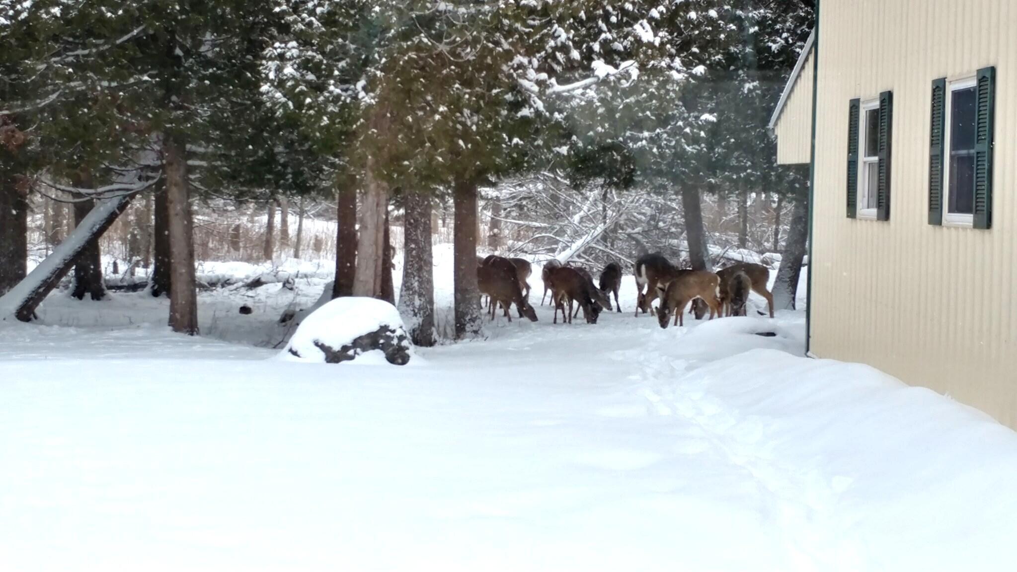 Hessel, Michigan 49745, United States, 2 Bedrooms Bedrooms, ,1 BathroomBathrooms,Residential,Active,169484