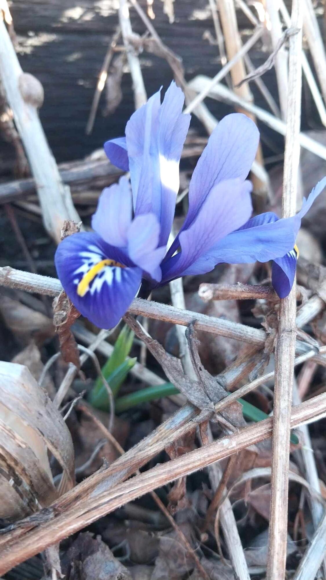 Hessel, Michigan 49745, United States, 3 Bedrooms Bedrooms, ,1 BathroomBathrooms,Residential,Active,112204