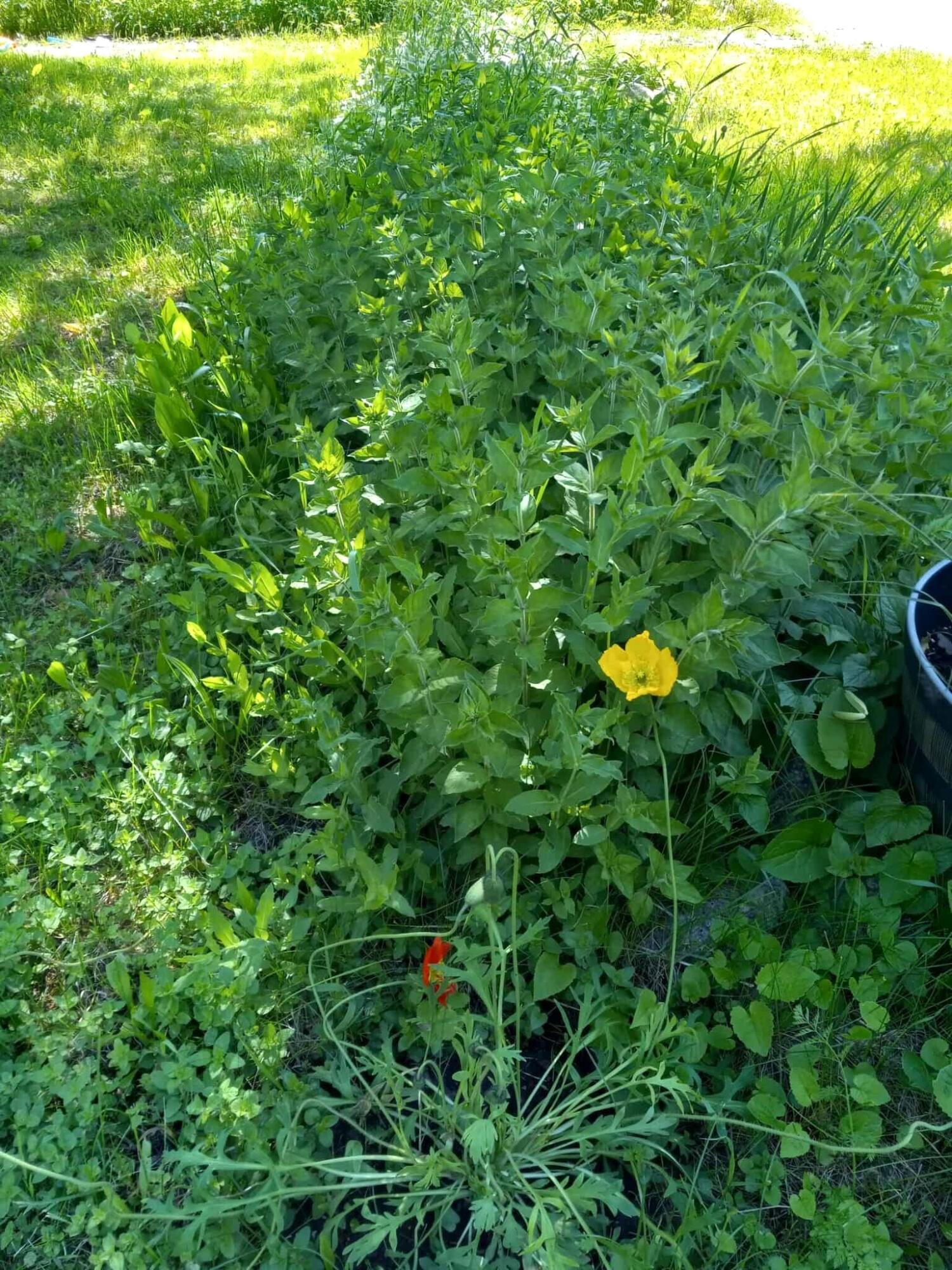 Hessel, Michigan 49745, United States, 3 Bedrooms Bedrooms, ,1 BathroomBathrooms,Residential,Active,112204