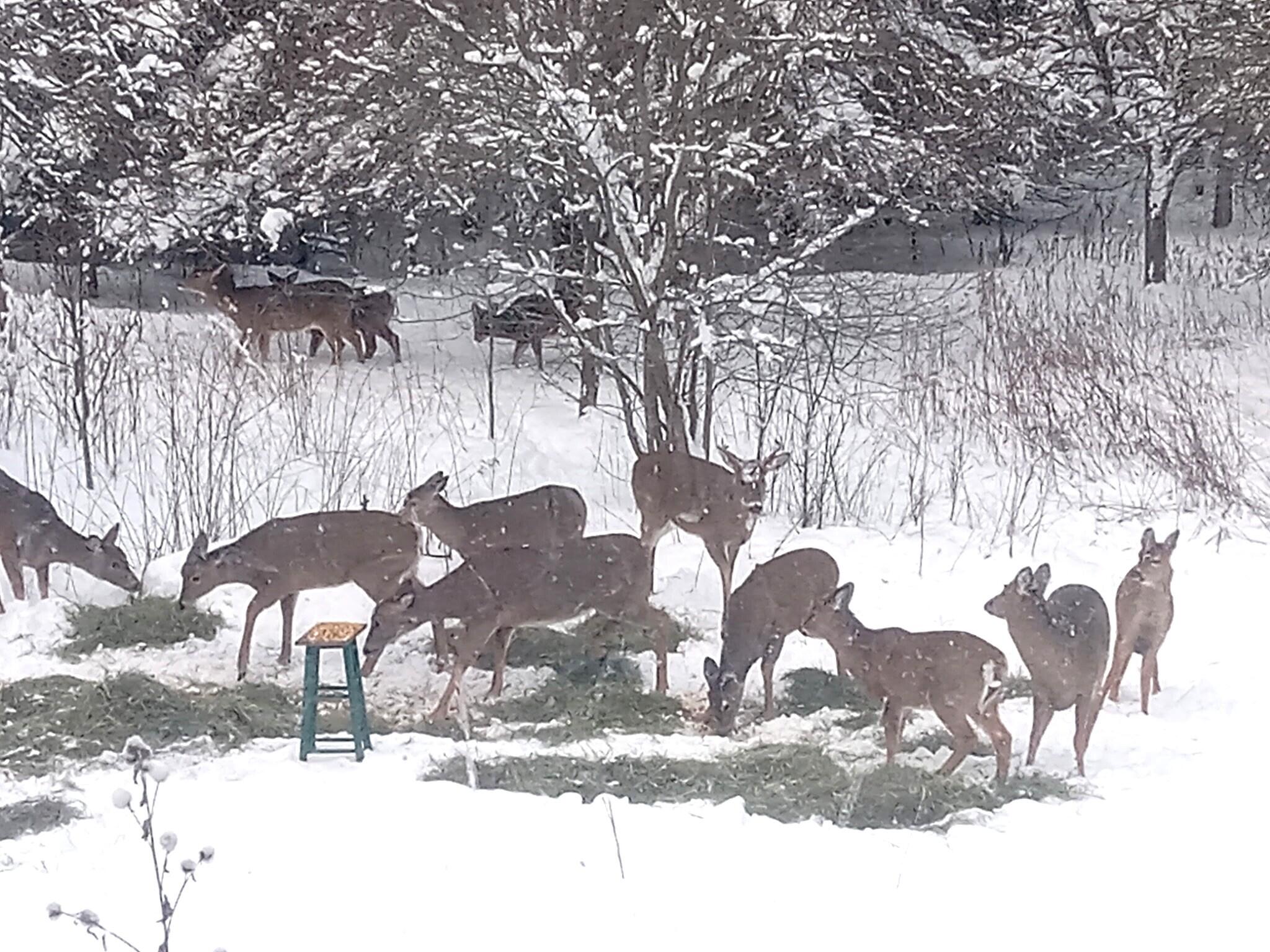 Hessel, Michigan 49745, United States, 3 Bedrooms Bedrooms, ,1 BathroomBathrooms,Residential,Active,112204