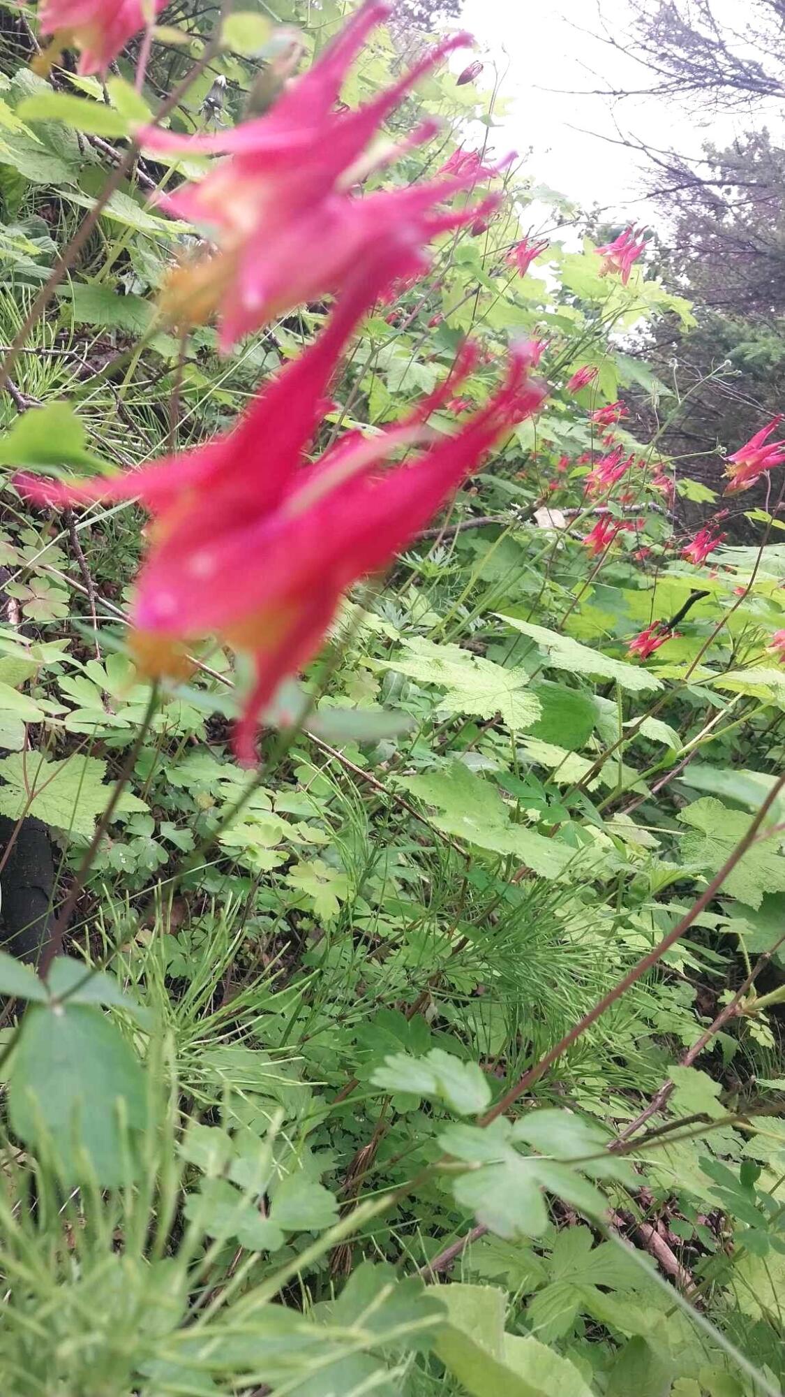 Hessel, Michigan 49745, United States, 3 Bedrooms Bedrooms, ,1 BathroomBathrooms,Residential,Active,112204