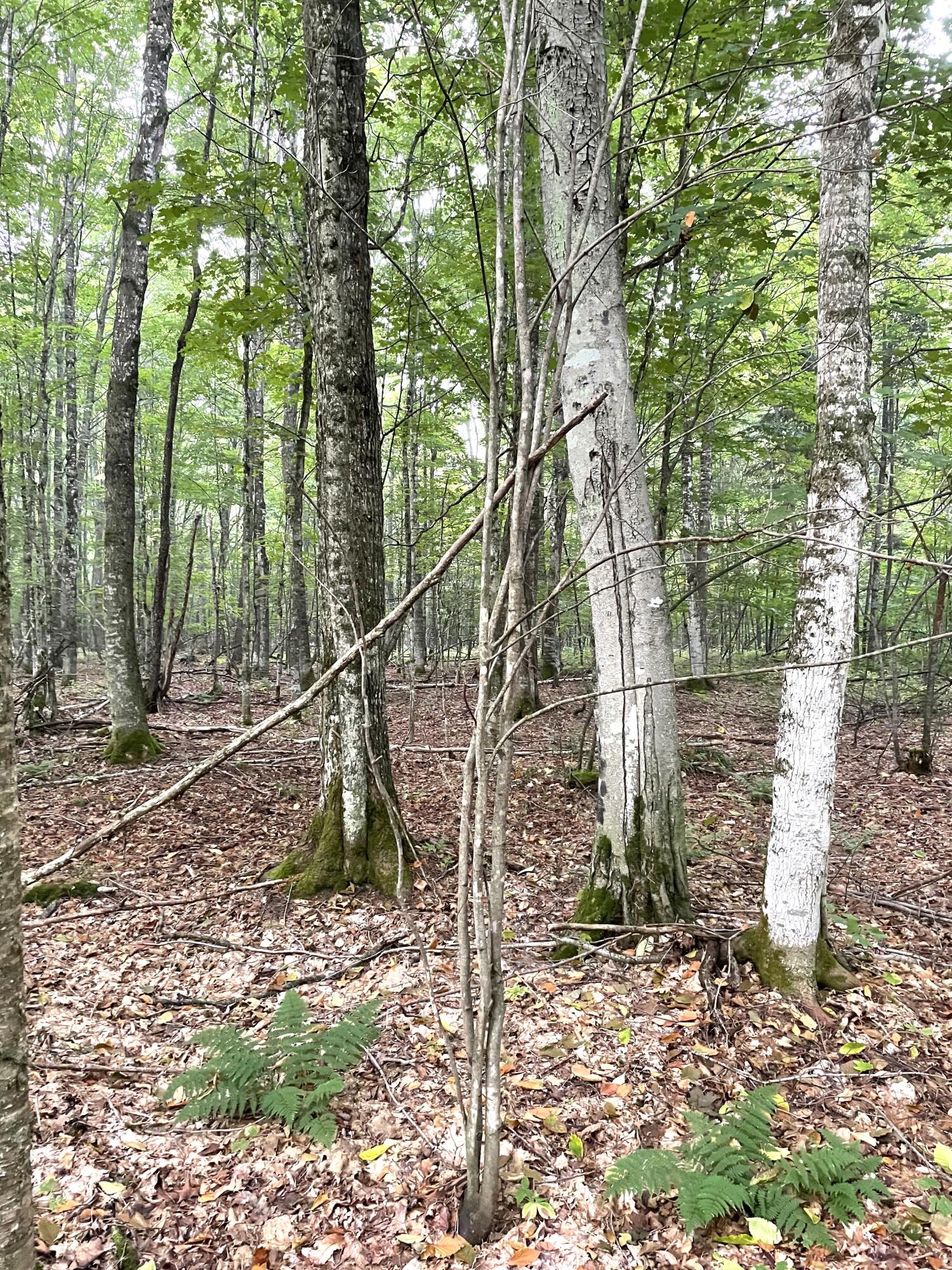 McMillan, Michigan 49853, United States, ,Land,Active,81963