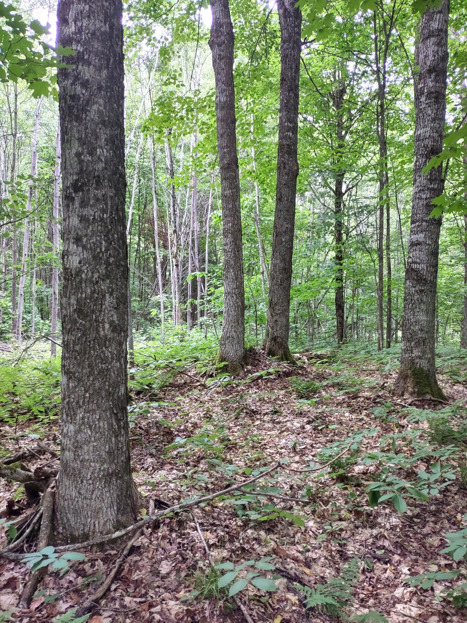 McMillan, Michigan 49853, United States, ,Land,Active,81963