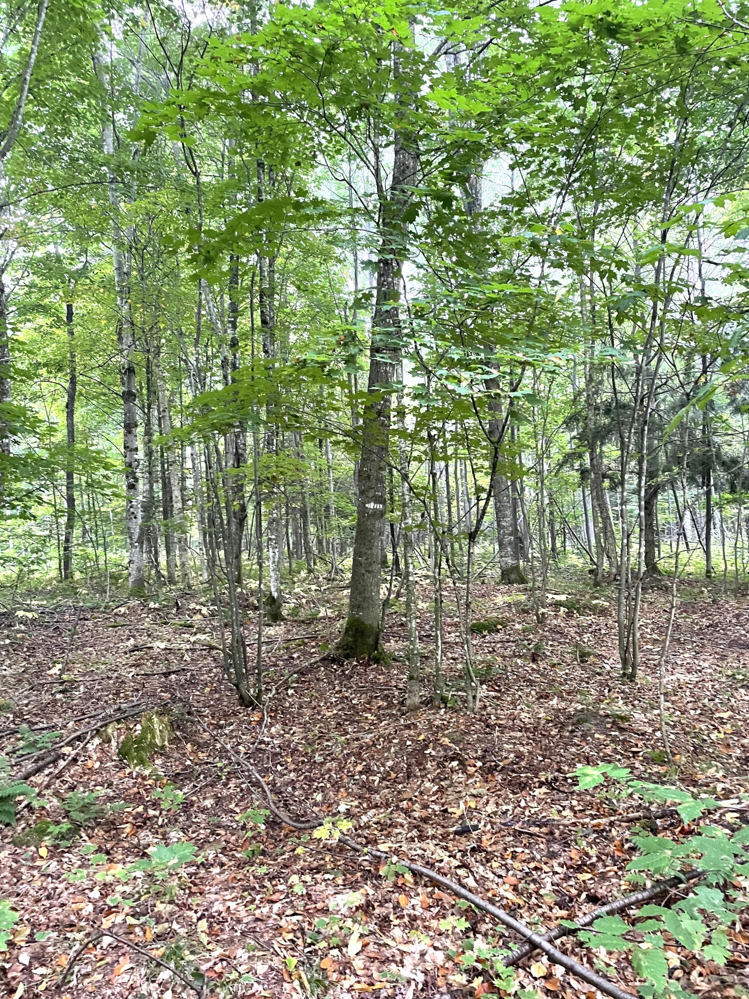 McMillan, Michigan 49853, United States, ,Land,Active,81963