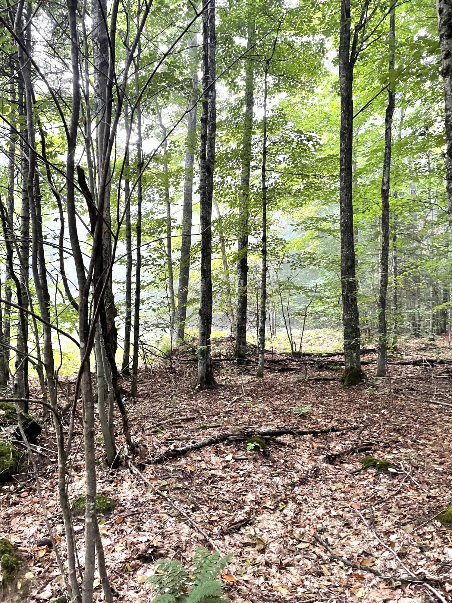 McMillan, Michigan 49853, United States, ,Land,Active,81963