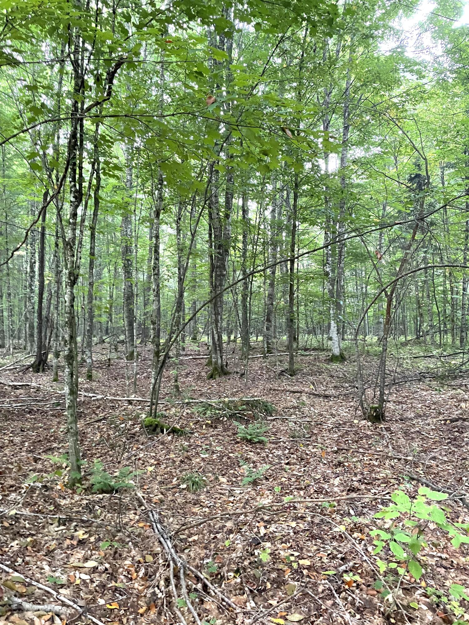 McMillan, Michigan 49853, United States, ,Land,Active,81963