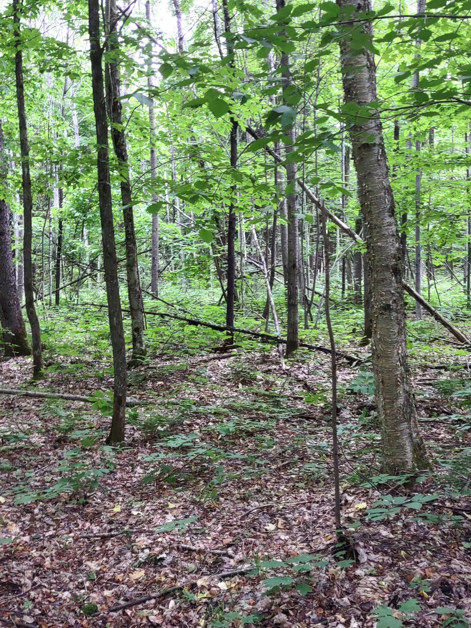 McMillan, Michigan 49853, United States, ,Land,Active,81963